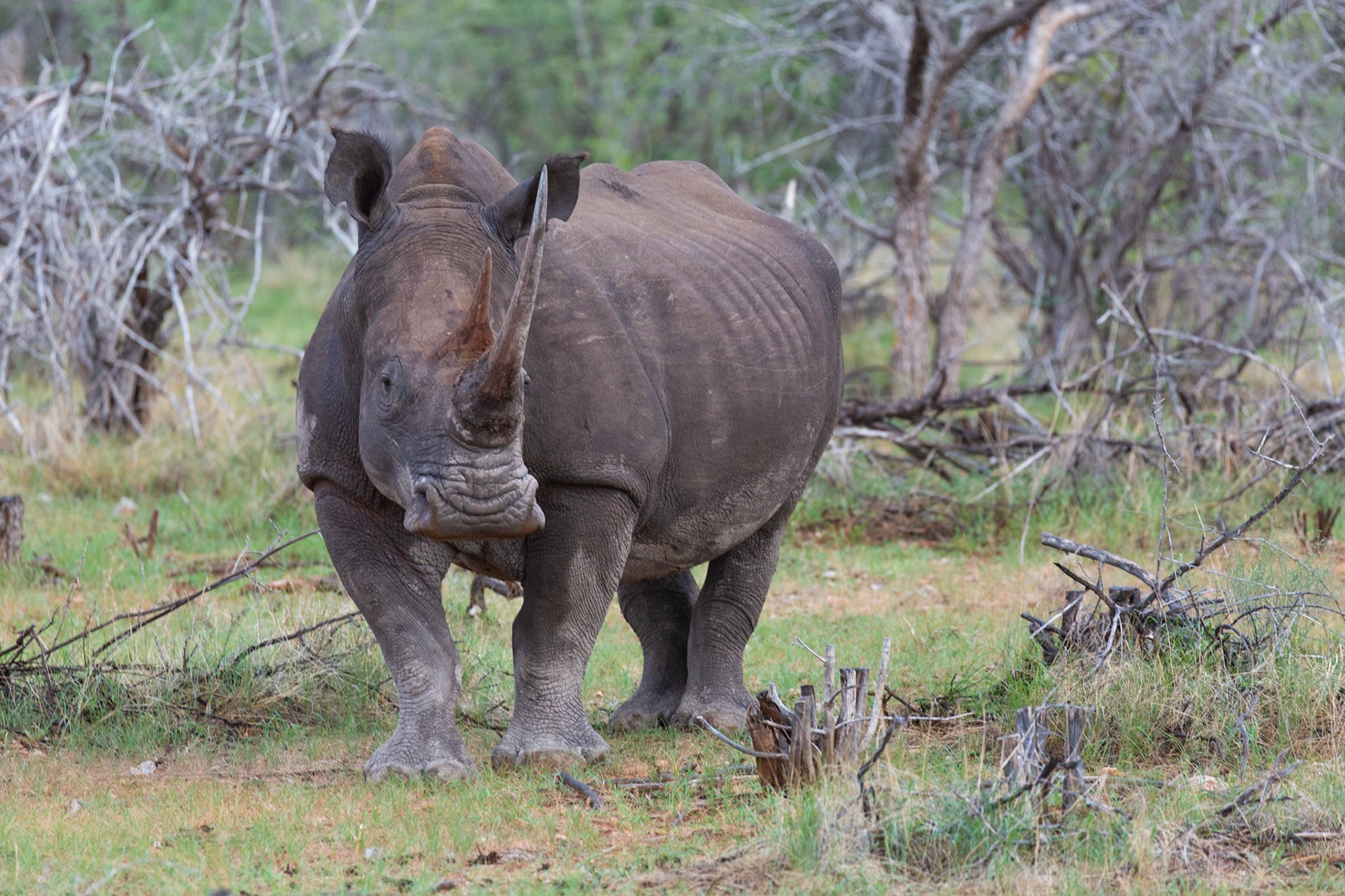 White Rhino