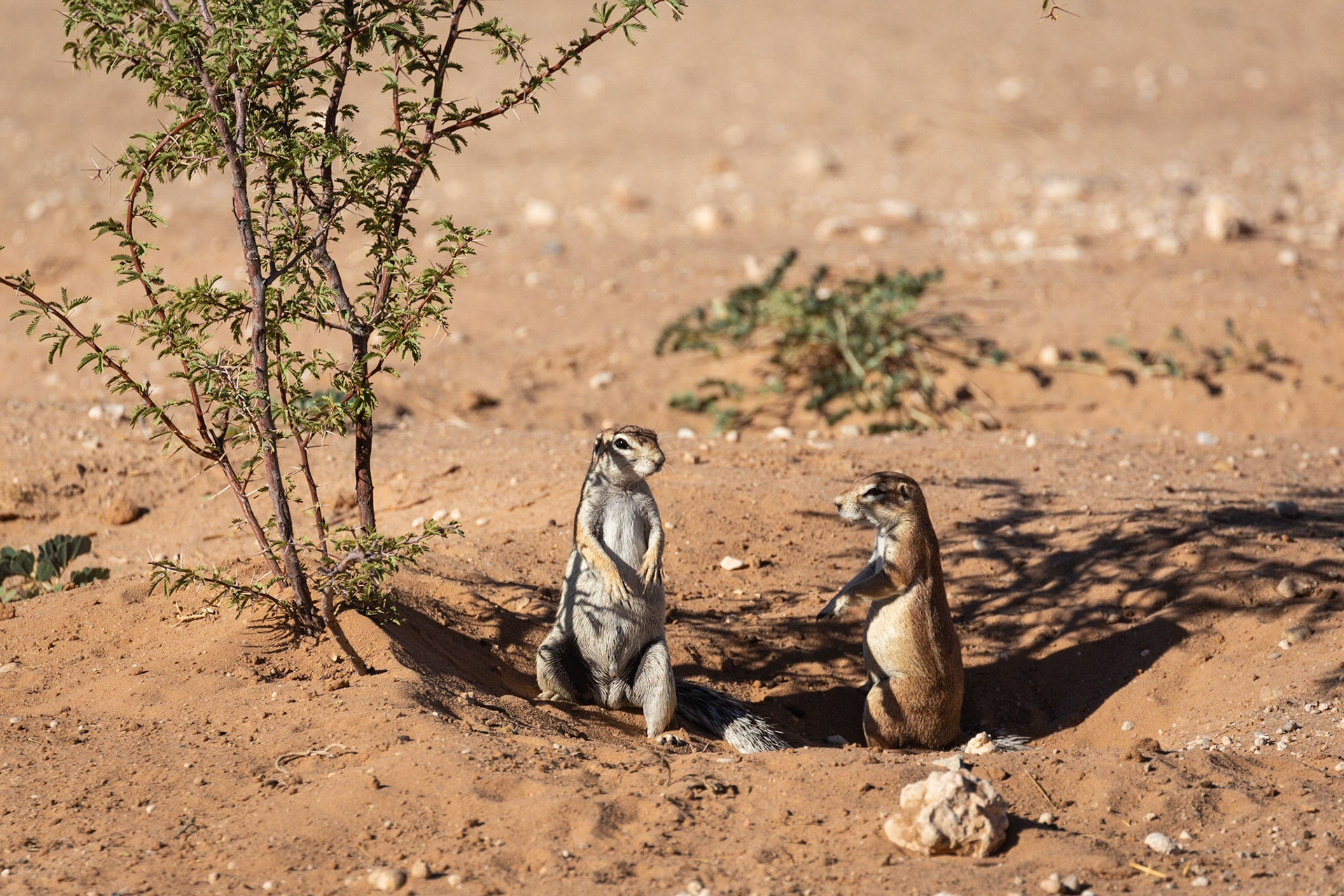 Squirrel chewing the cud!