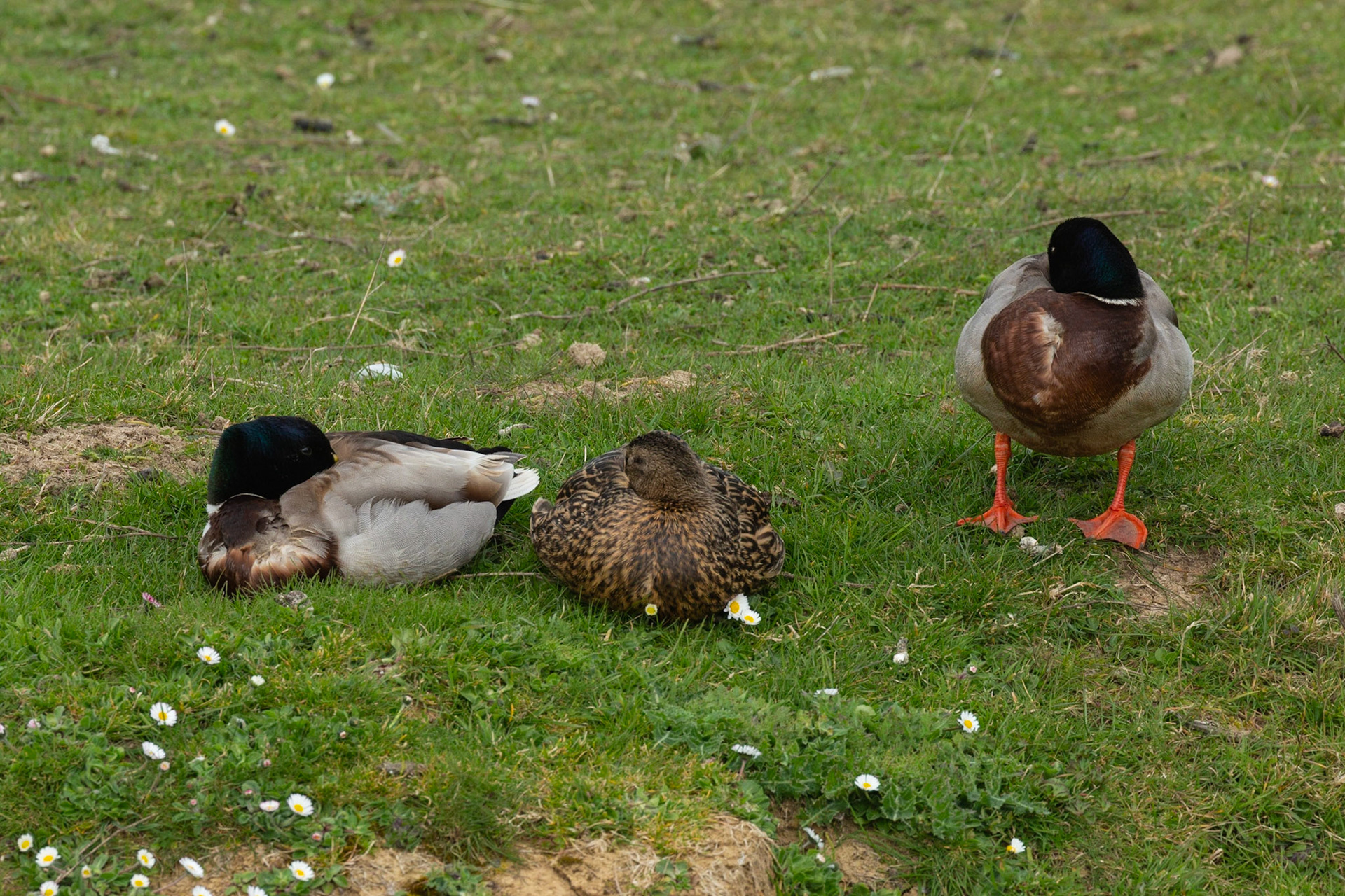 Mallards asleep