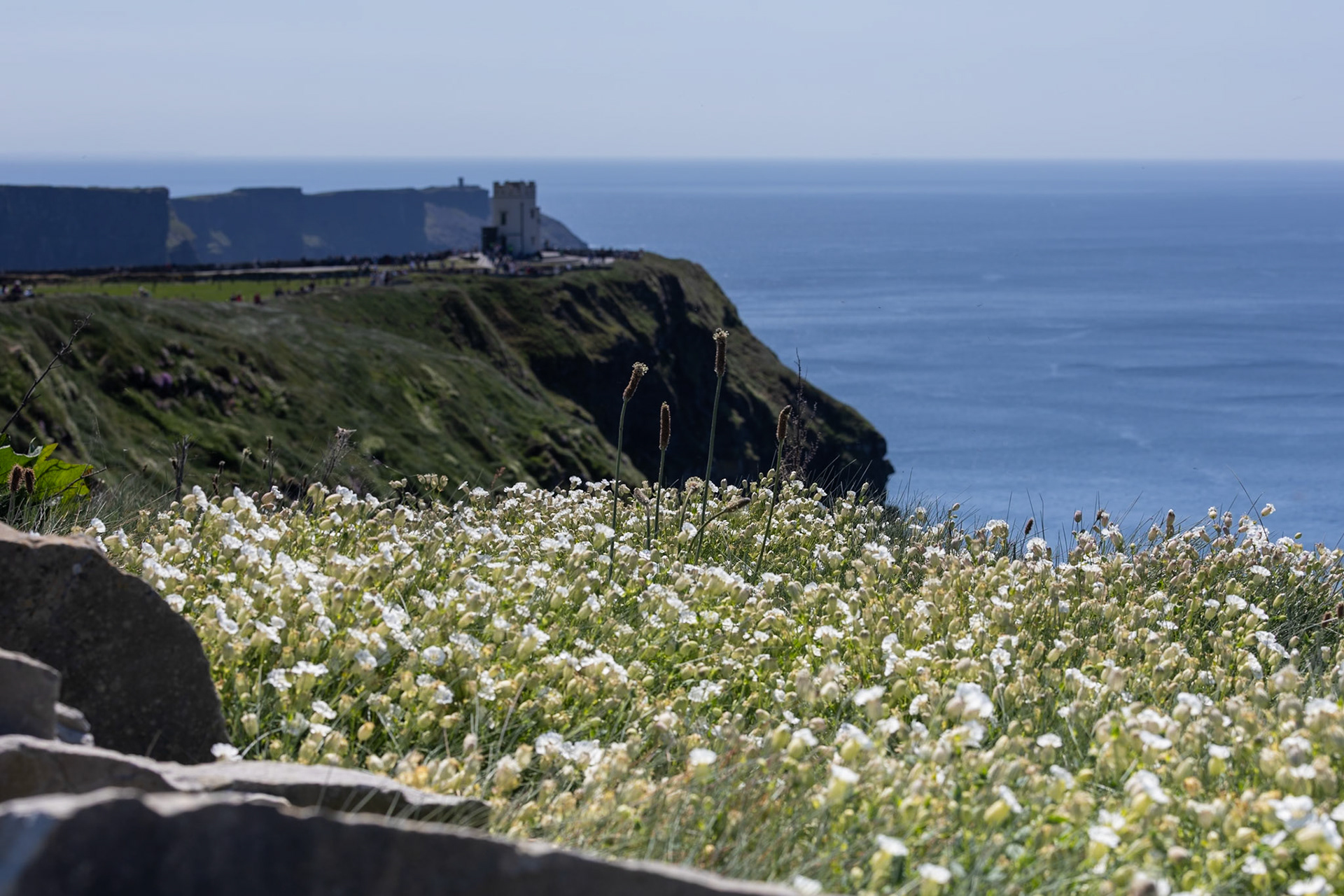 Flowers at Cliffs of Moher