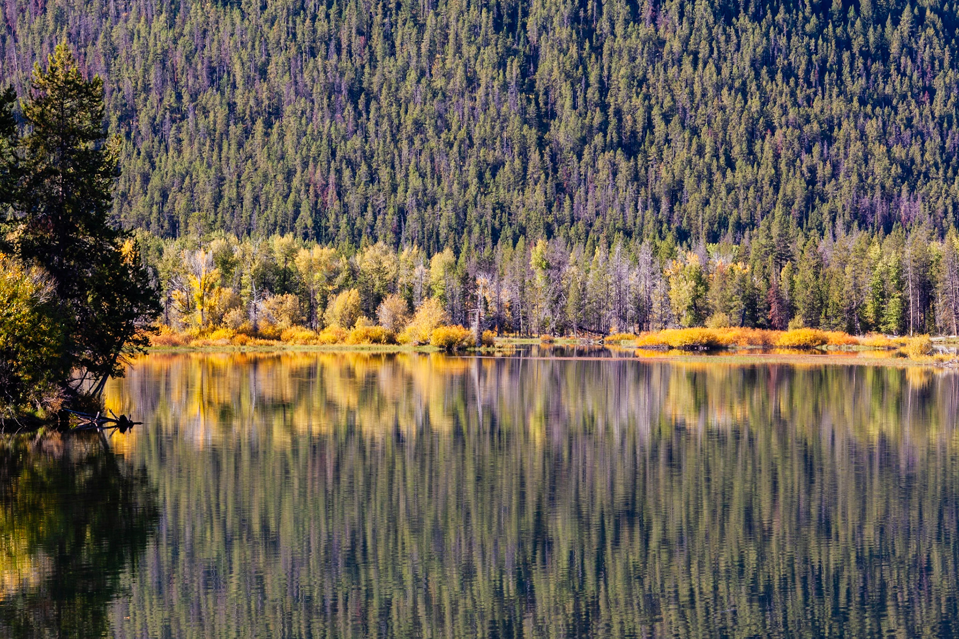 Forest Reflection at Oxbow bend