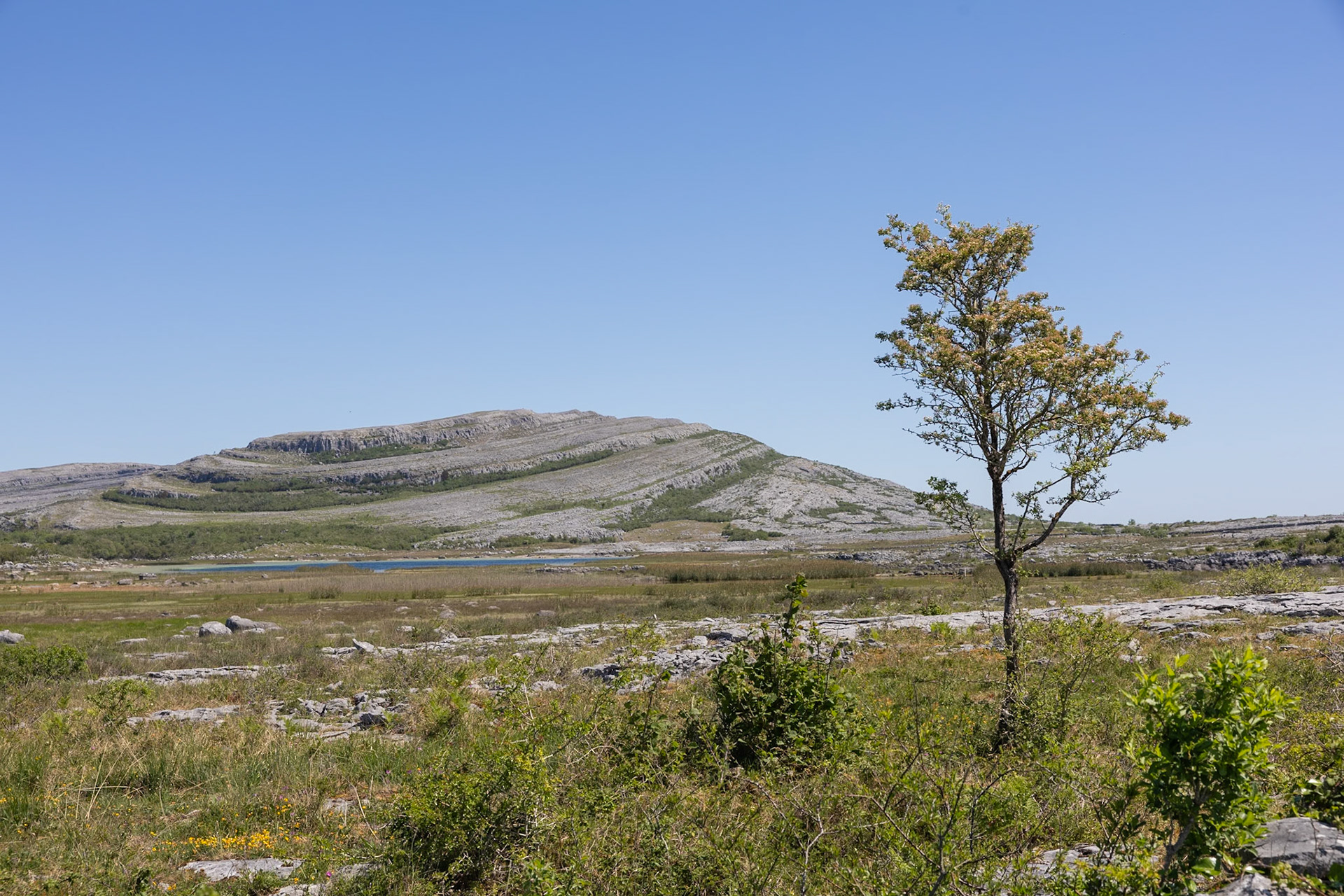 Lonely tree in the Burren