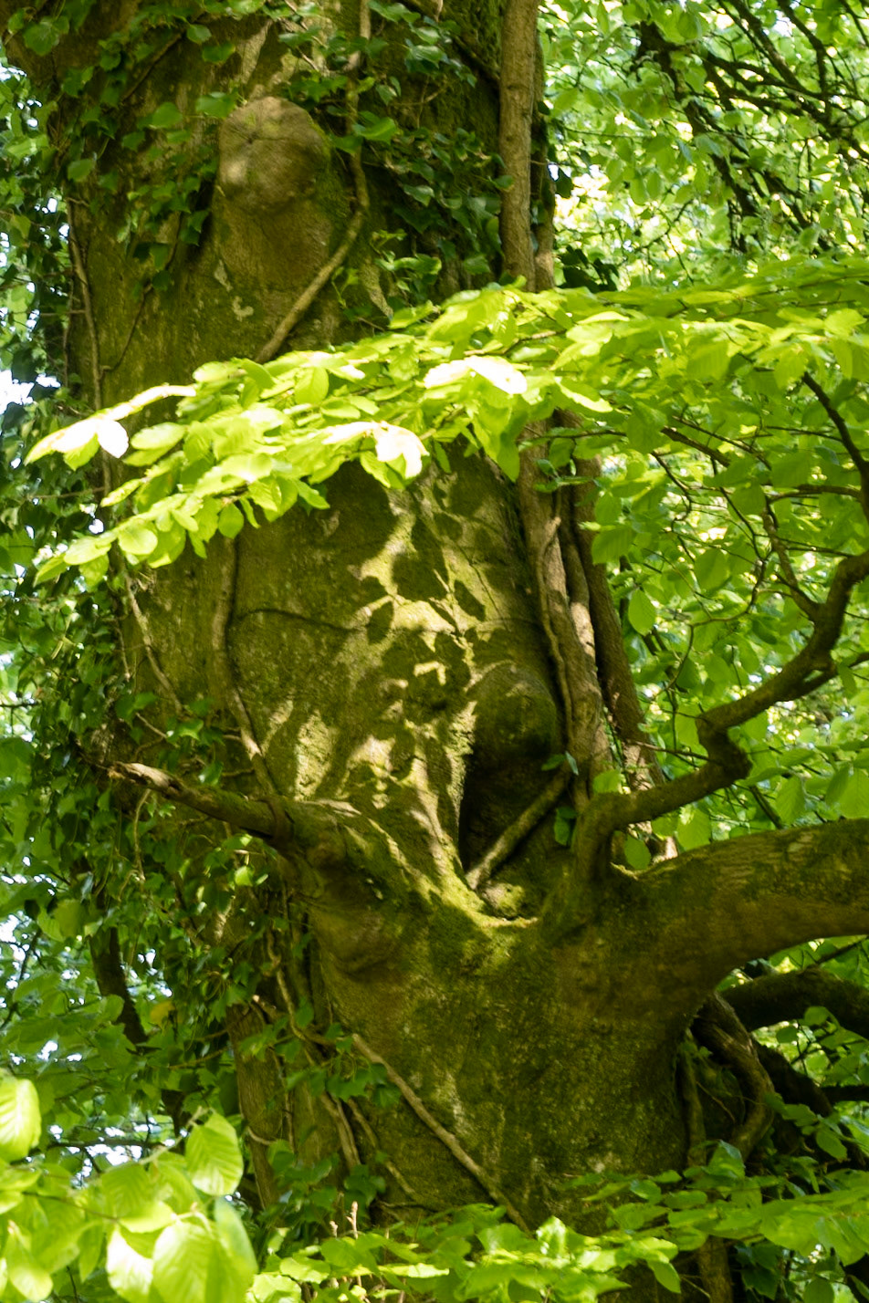 Tree shadows