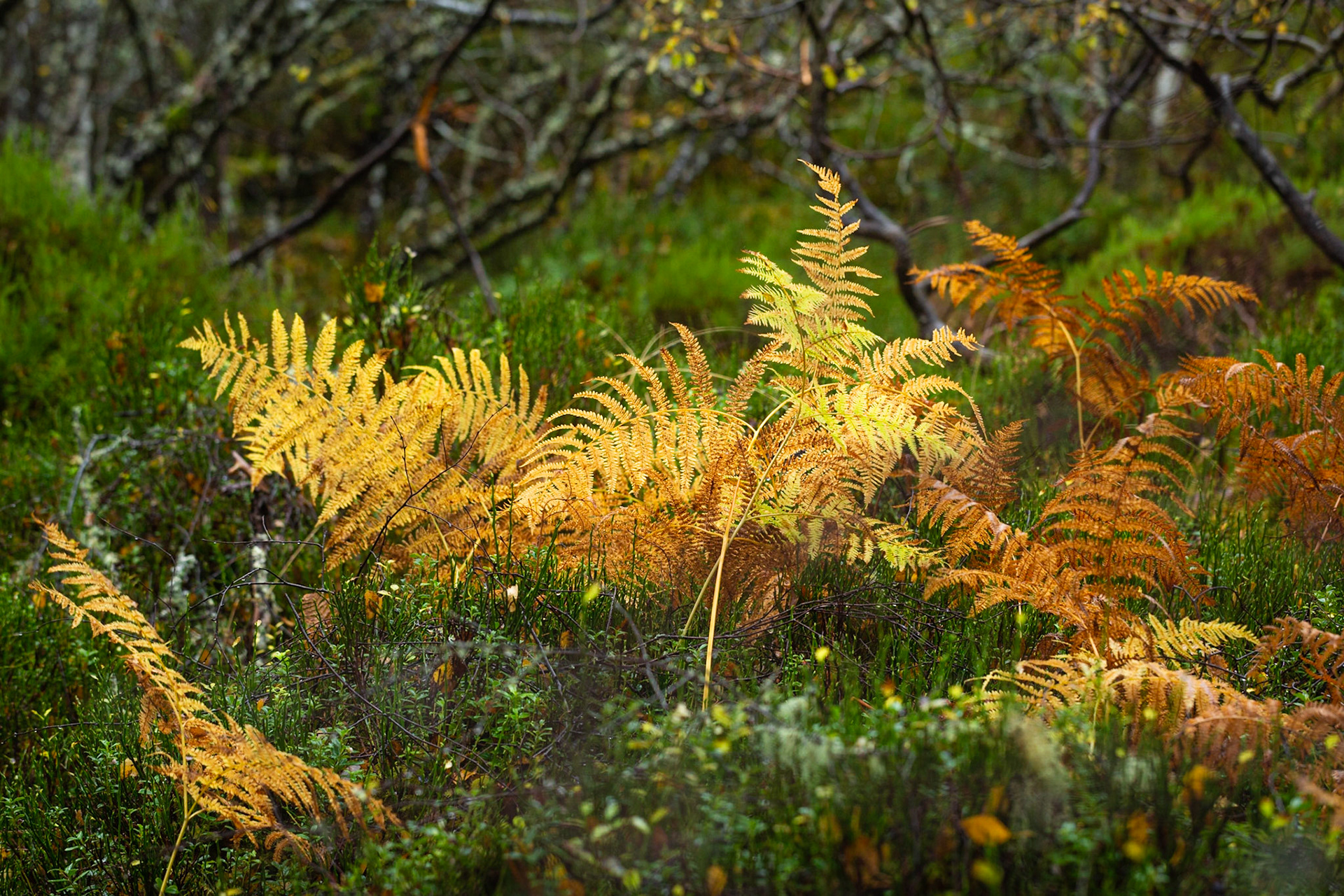 Bracken seeking notice ..