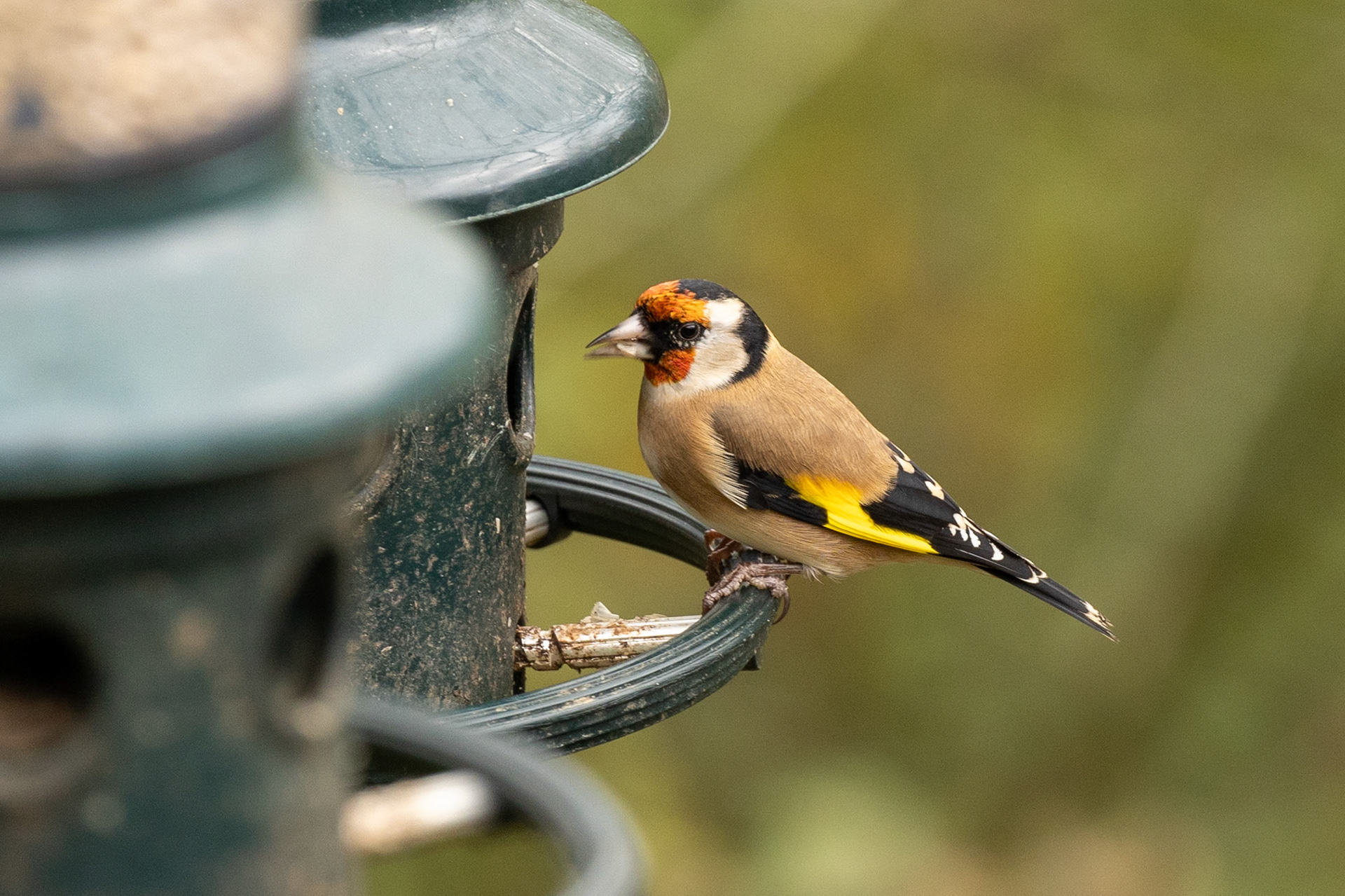 Goldfinch
