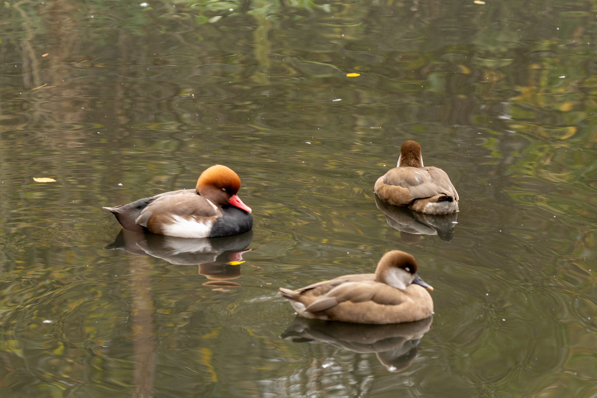 Pochard