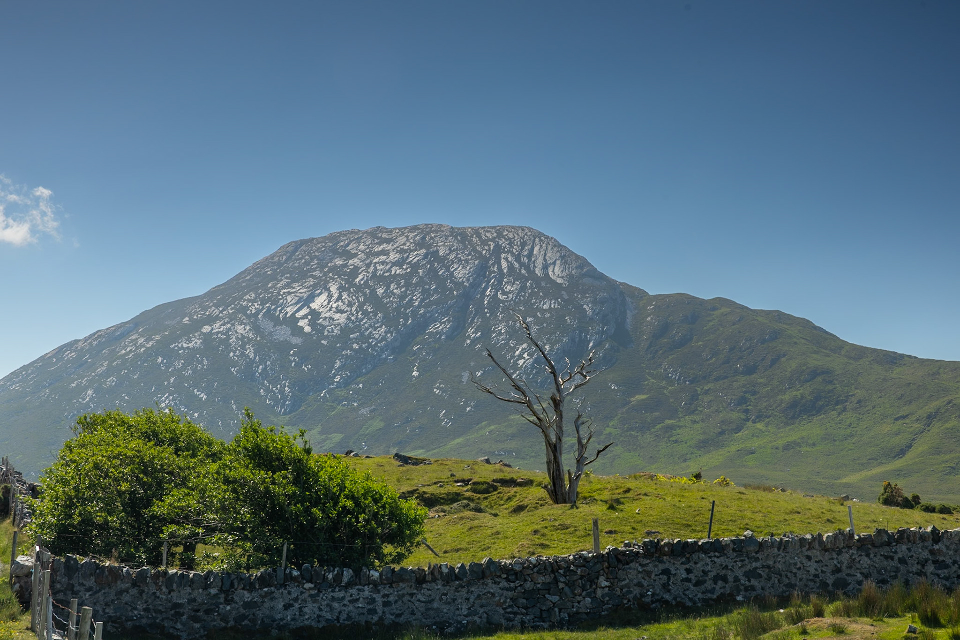 Dead tree at Bengoria, Connemara