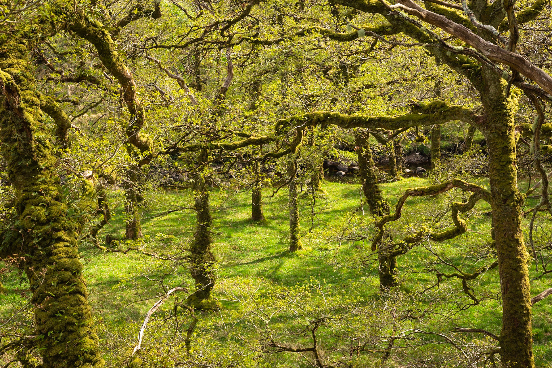 Forest scene near Loch Aline
