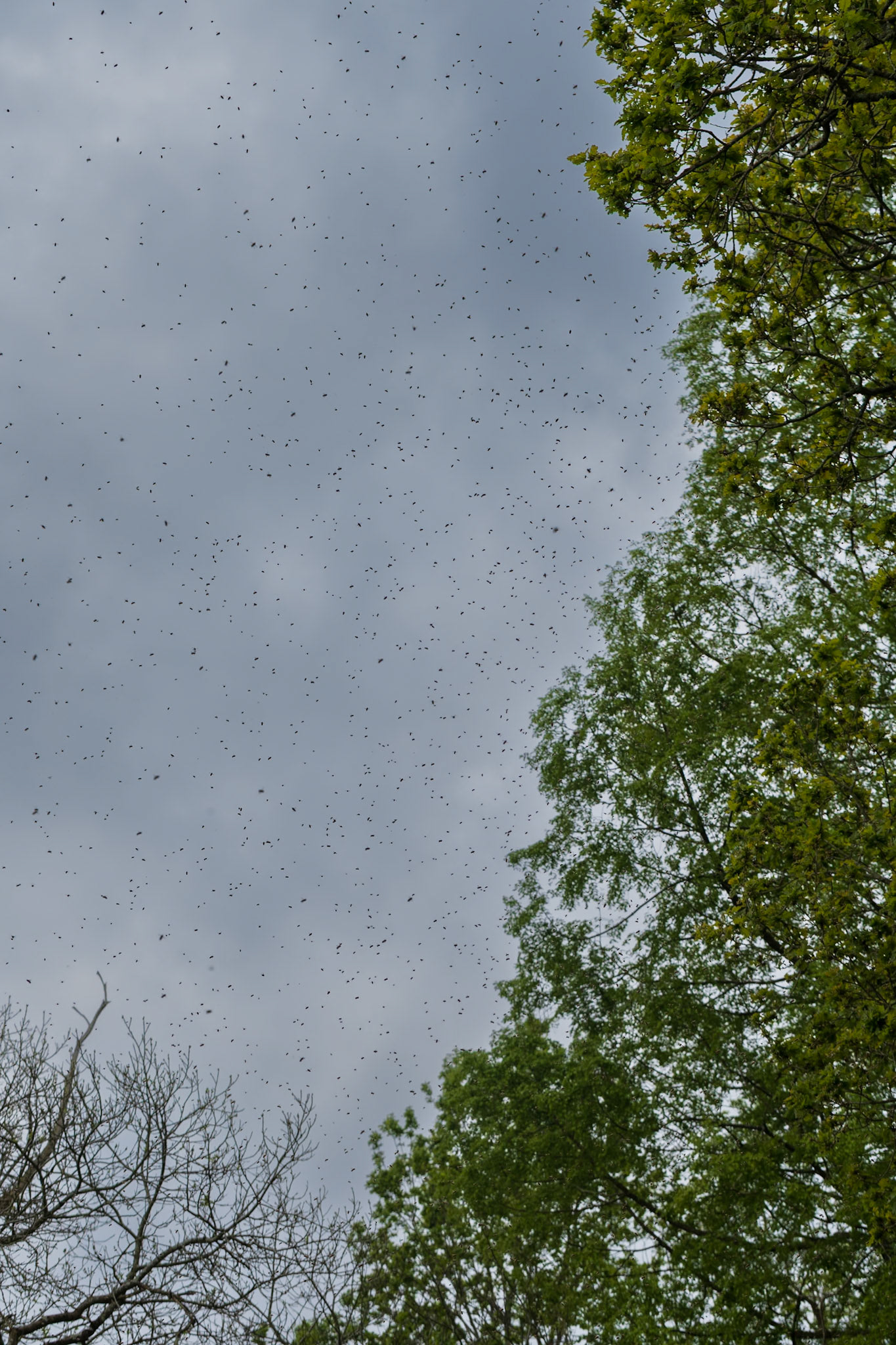 Bee swarm