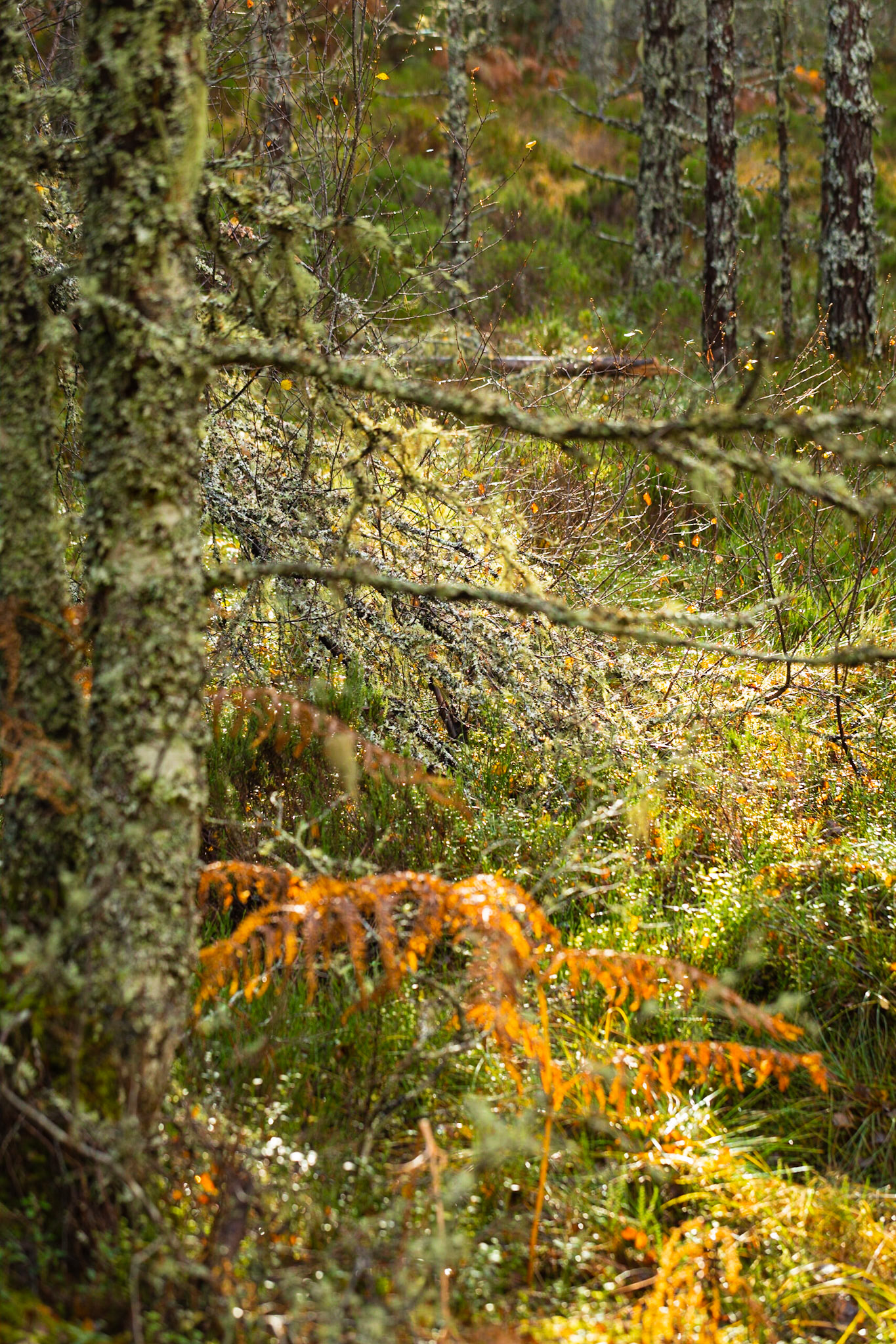 Light through the branches ...