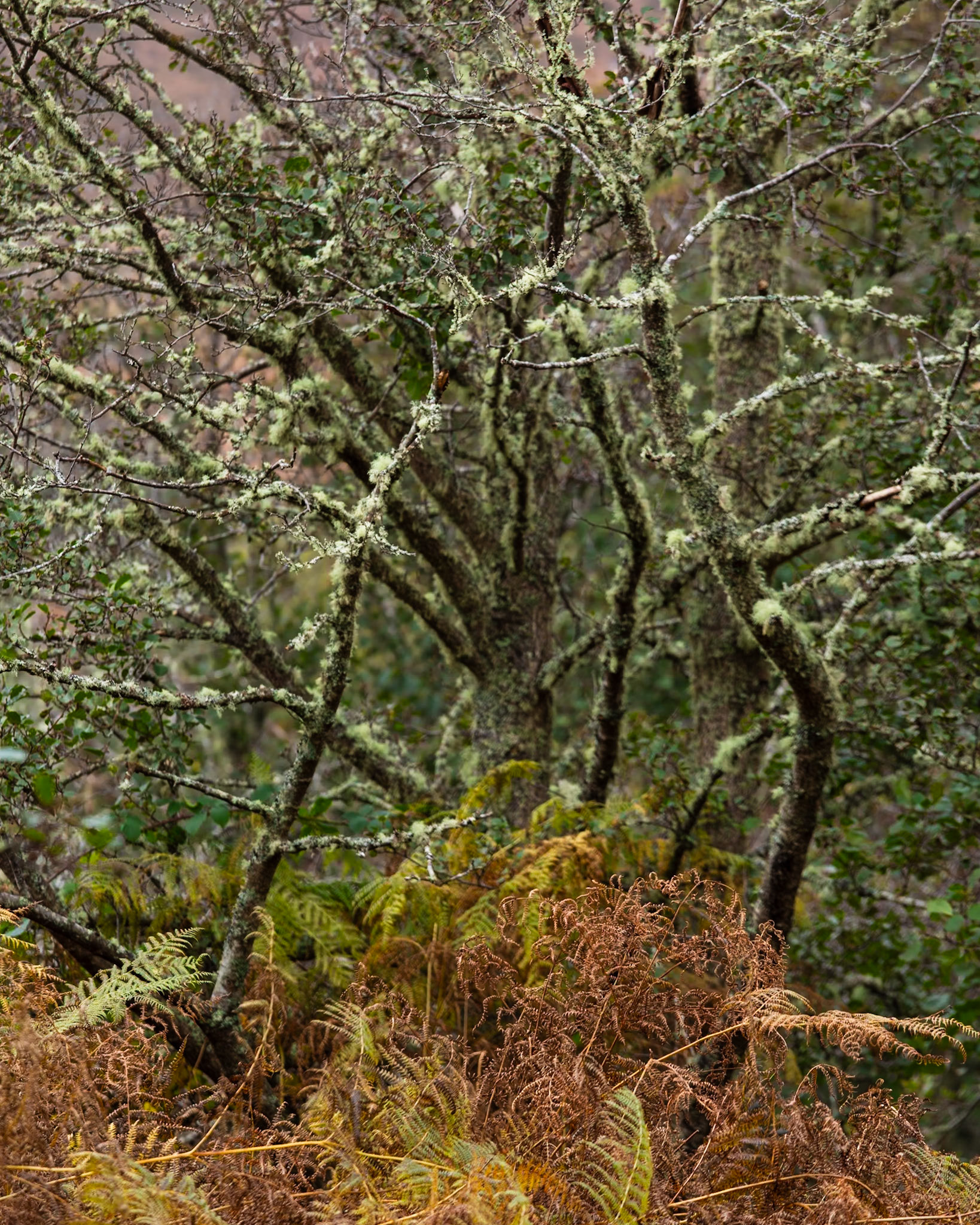 Along River Borgie