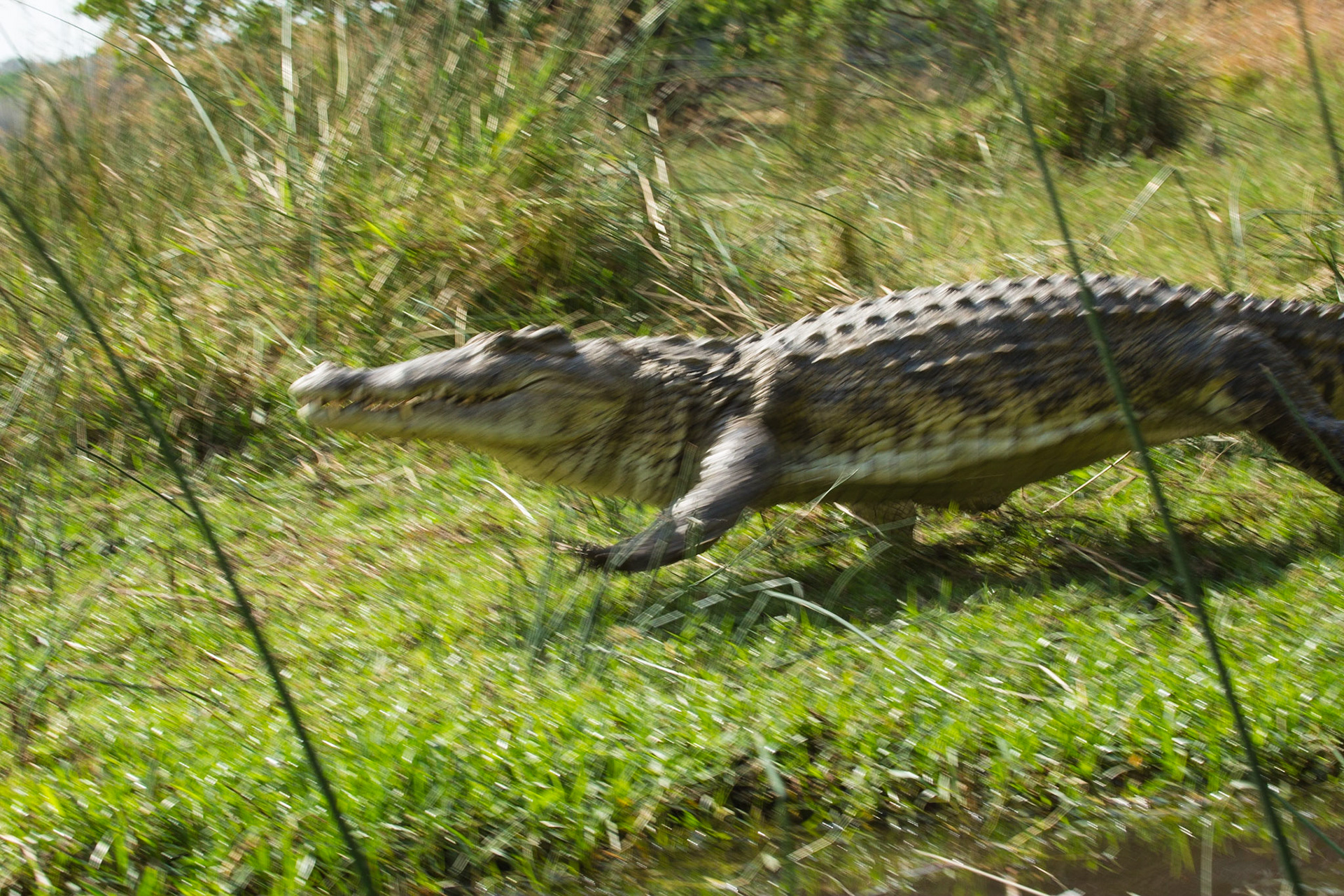 Croc in a hurry