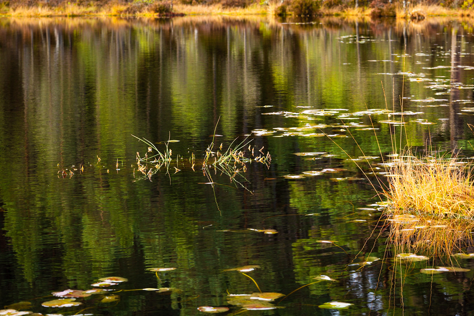 Grasses on Coire Loch, Glen Affric