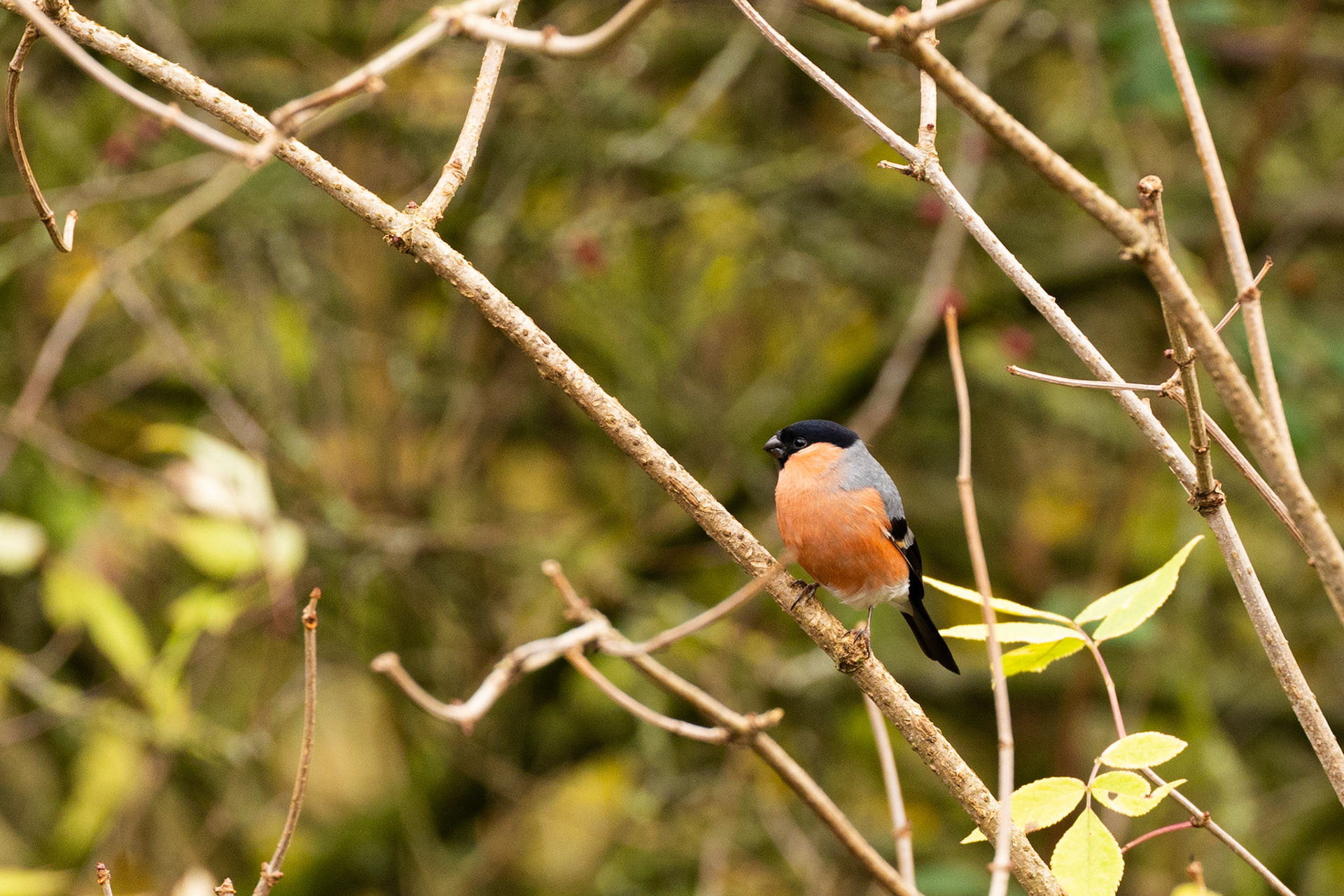 Bullfinch