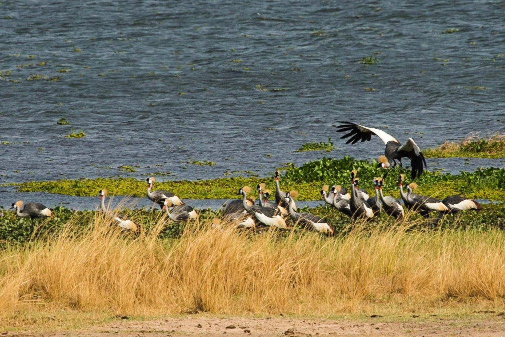 Grey crowned cranes