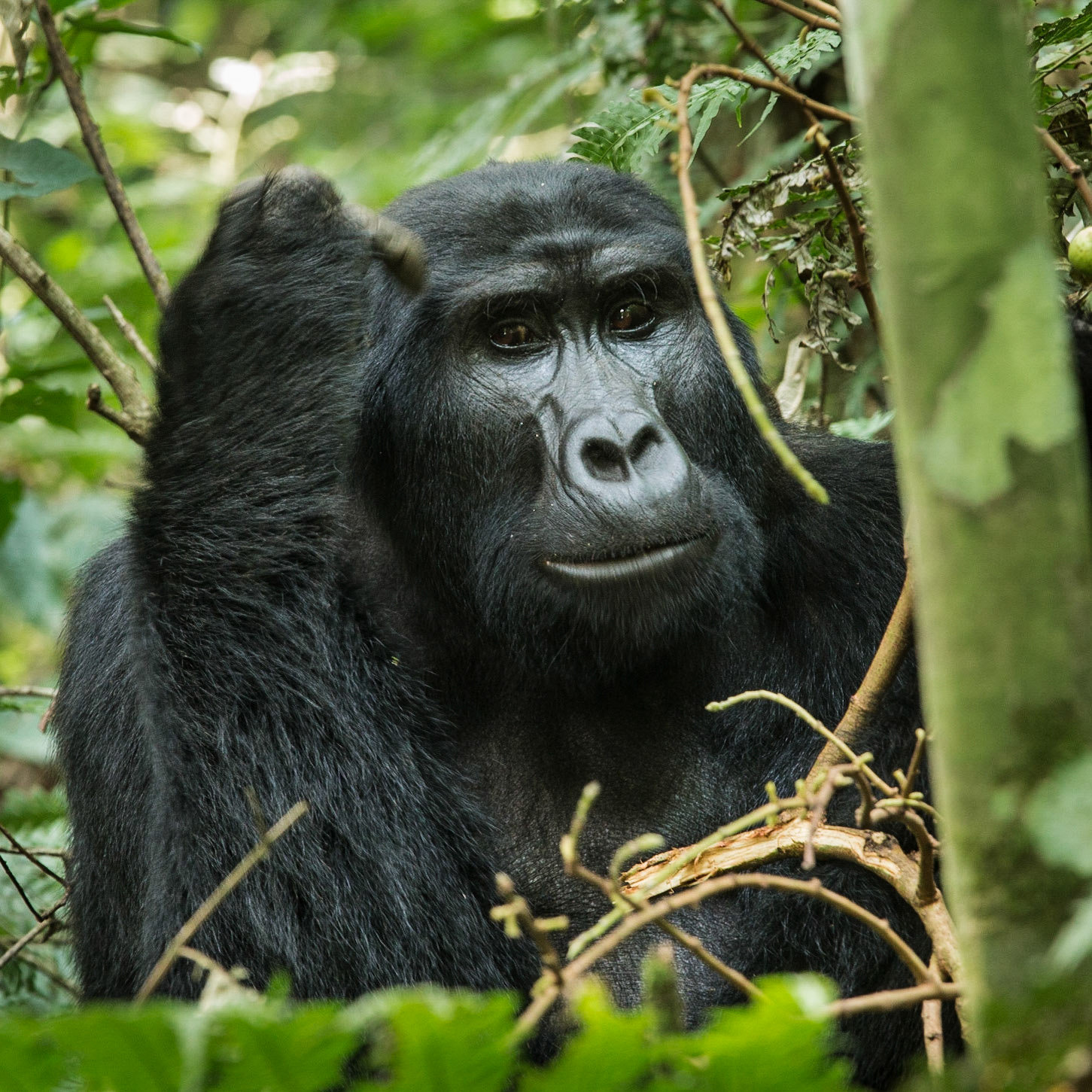 Mountain Gorilla - Bwindi