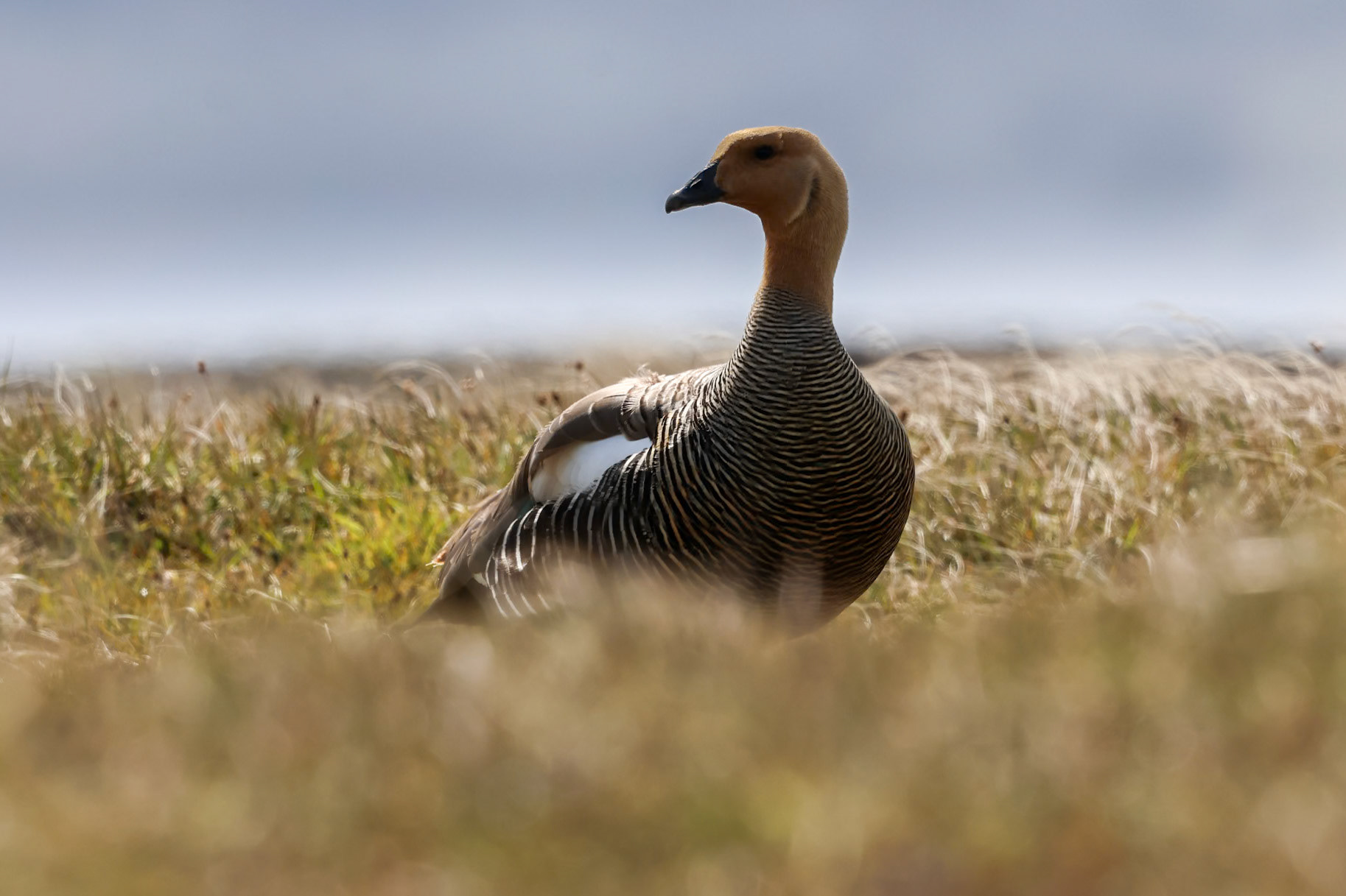 Southern Upland Goose