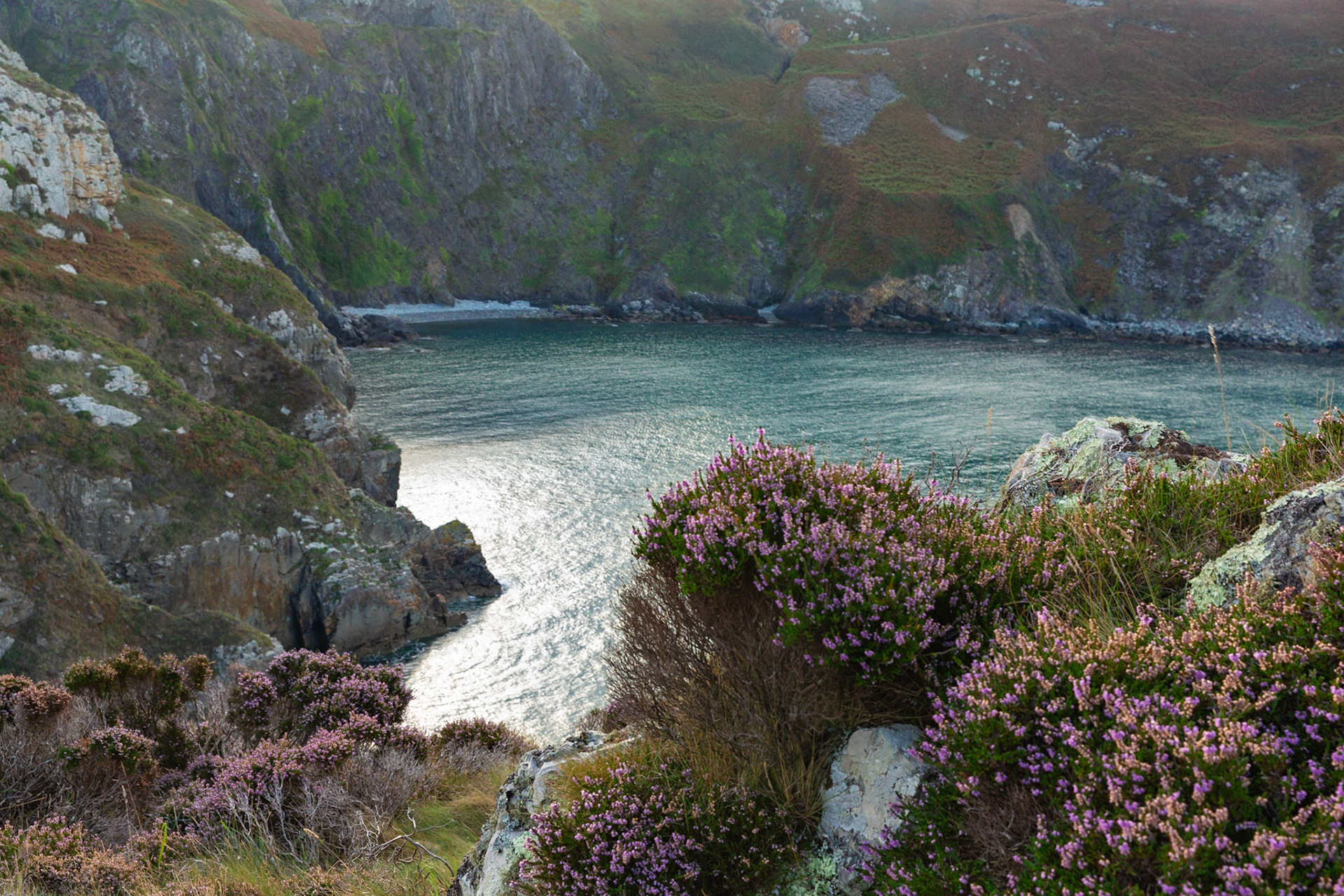 Pwllperi beach and autumn heathers