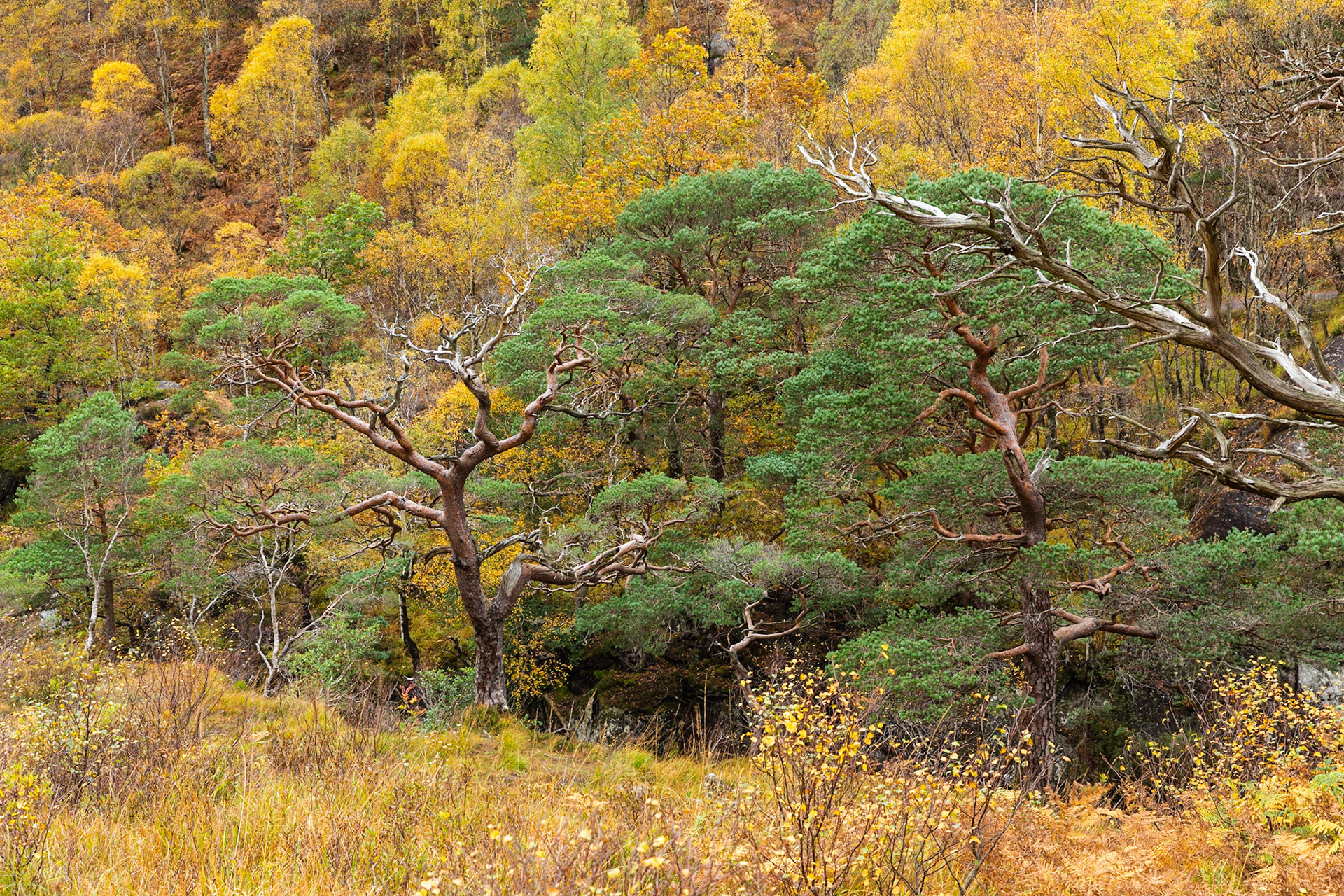Glen Nevis - II