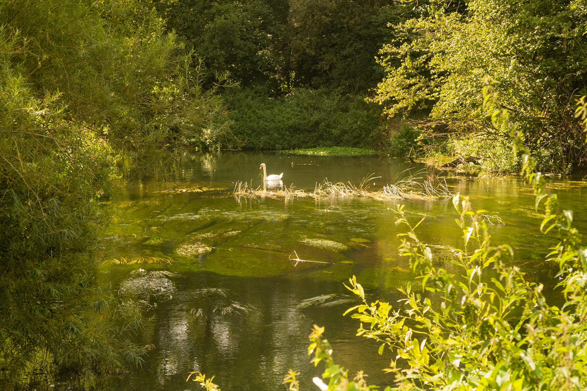 Tranquility on River Wey