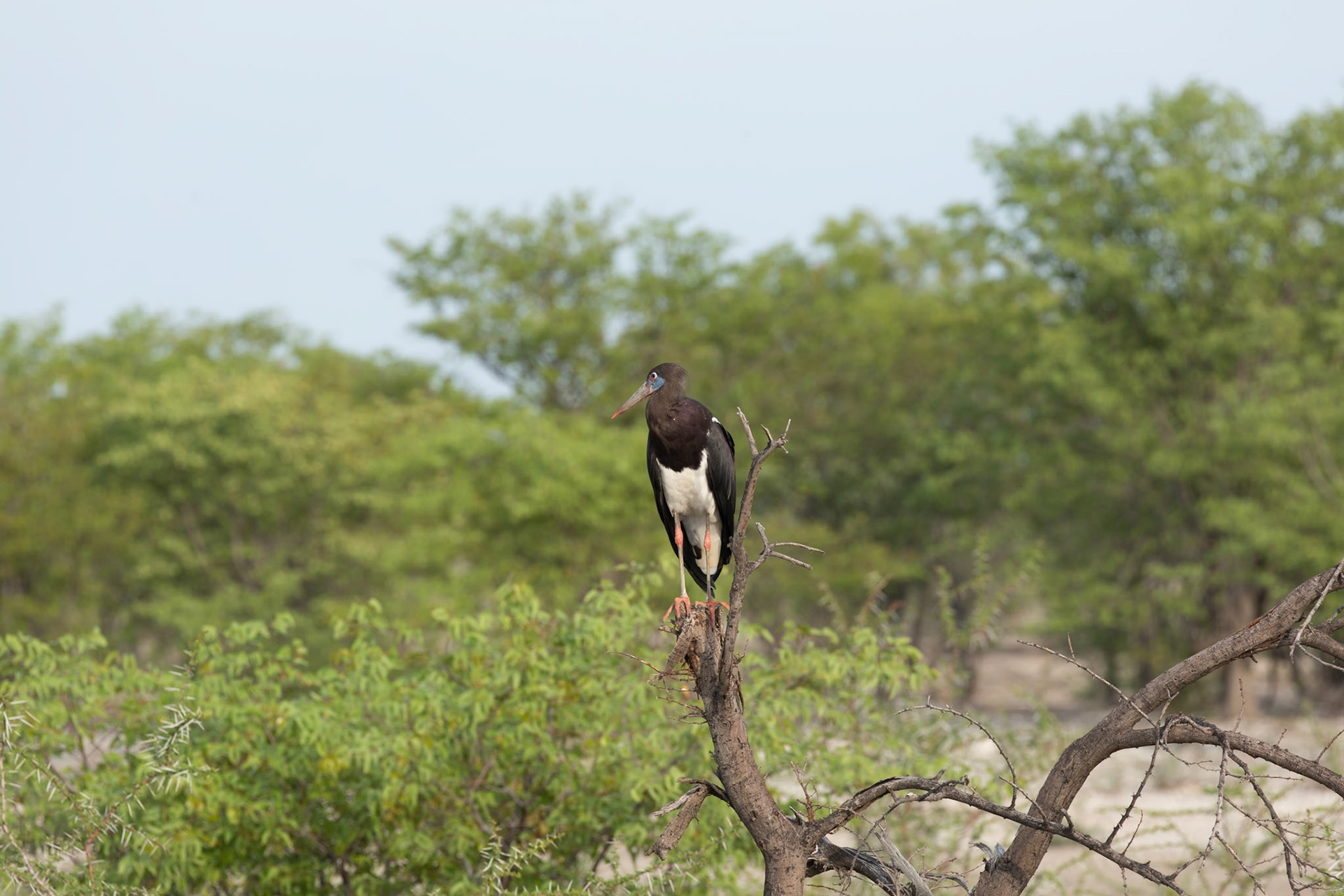Malibou Stork