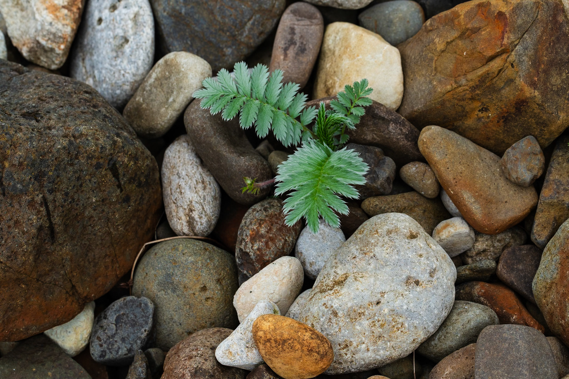 Eigg - growing in the pebbles