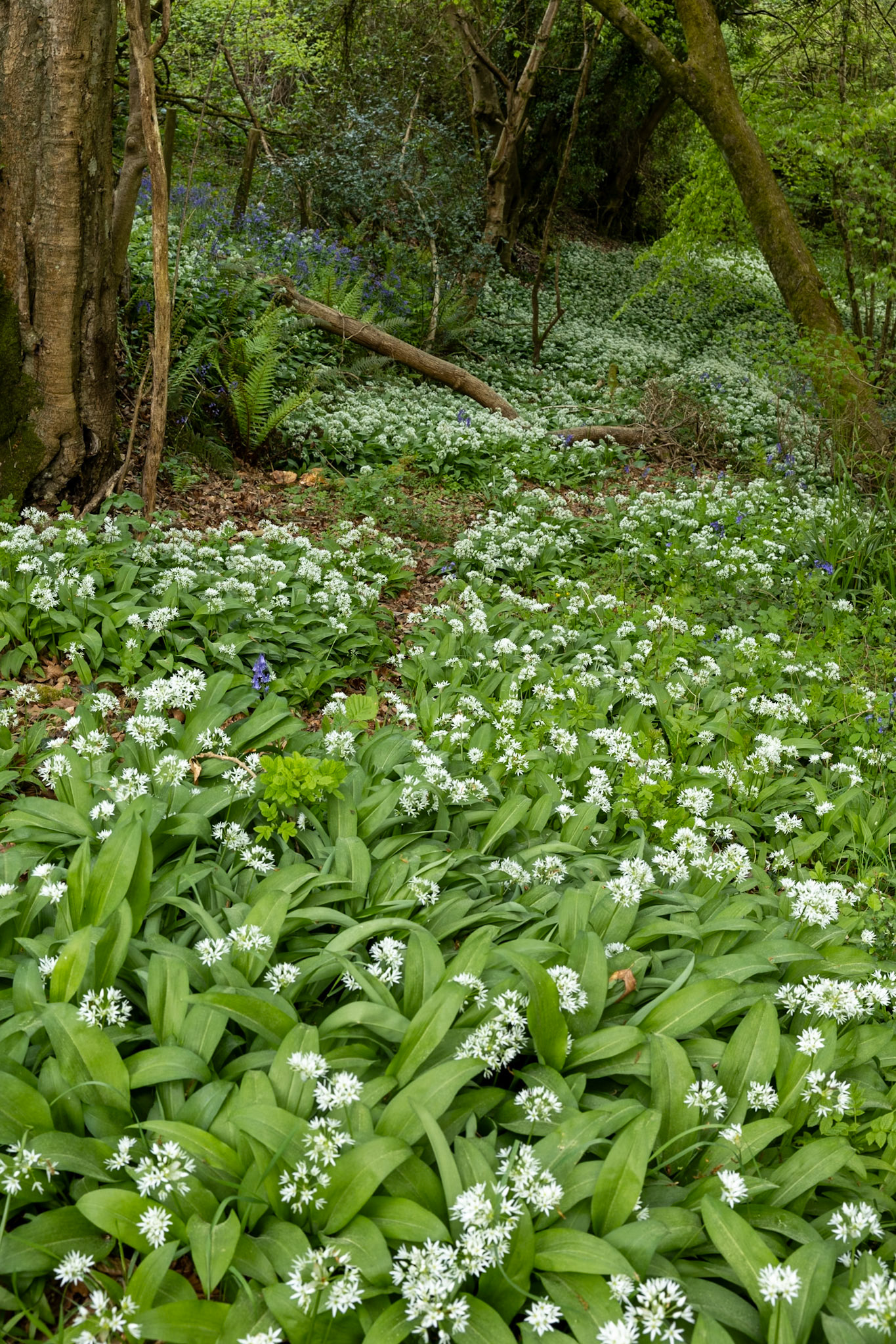 Wild Garlic