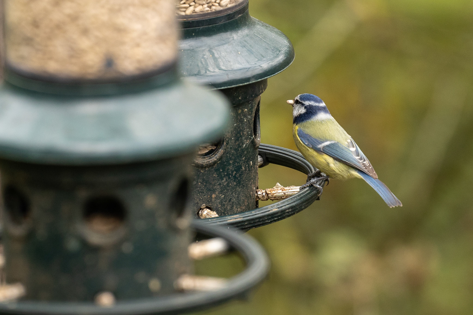 Blue Tit