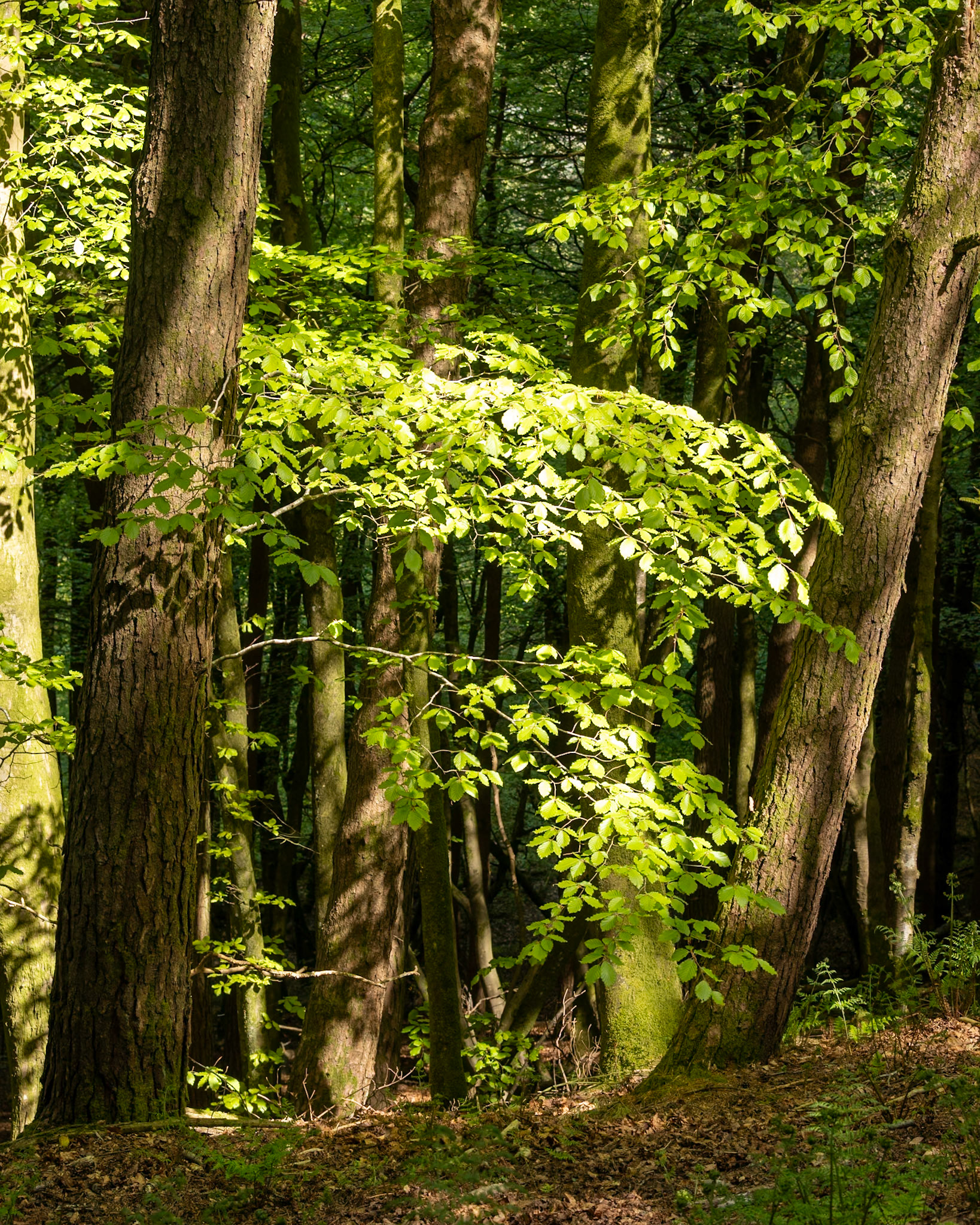 Beech Forest walk