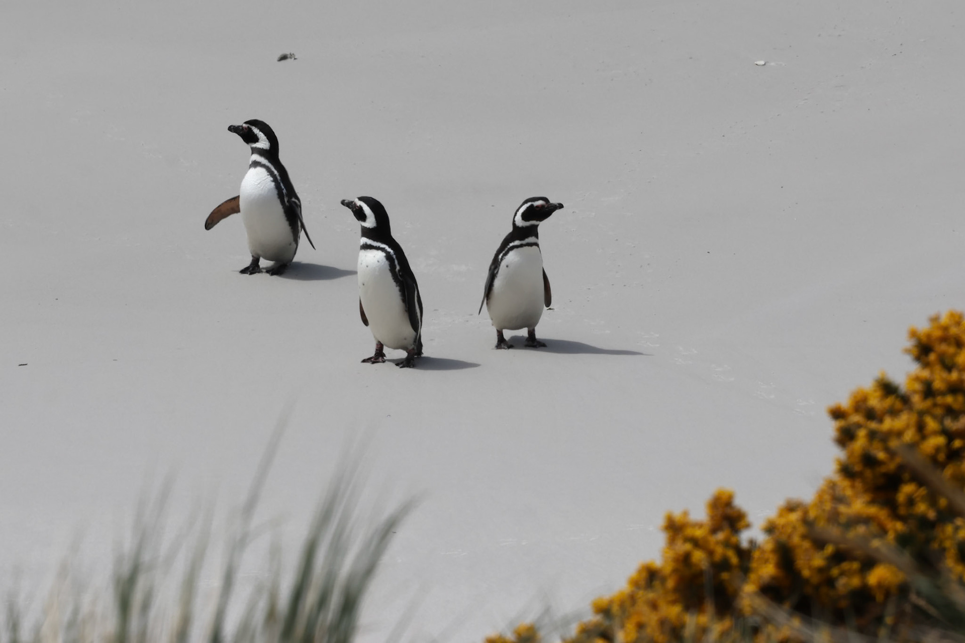 Magellanic penguins