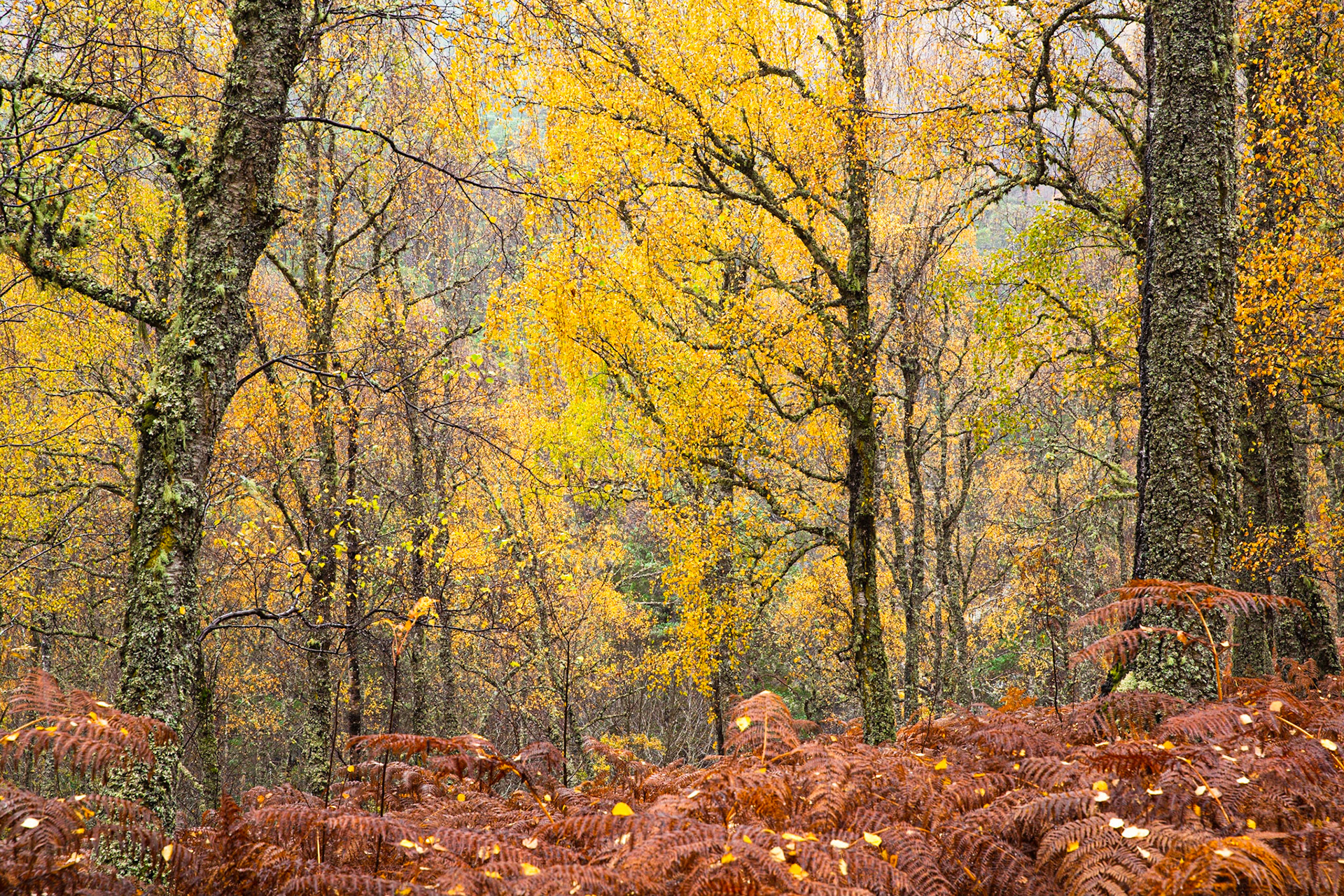 Forest colours, Glen Affric - 1
