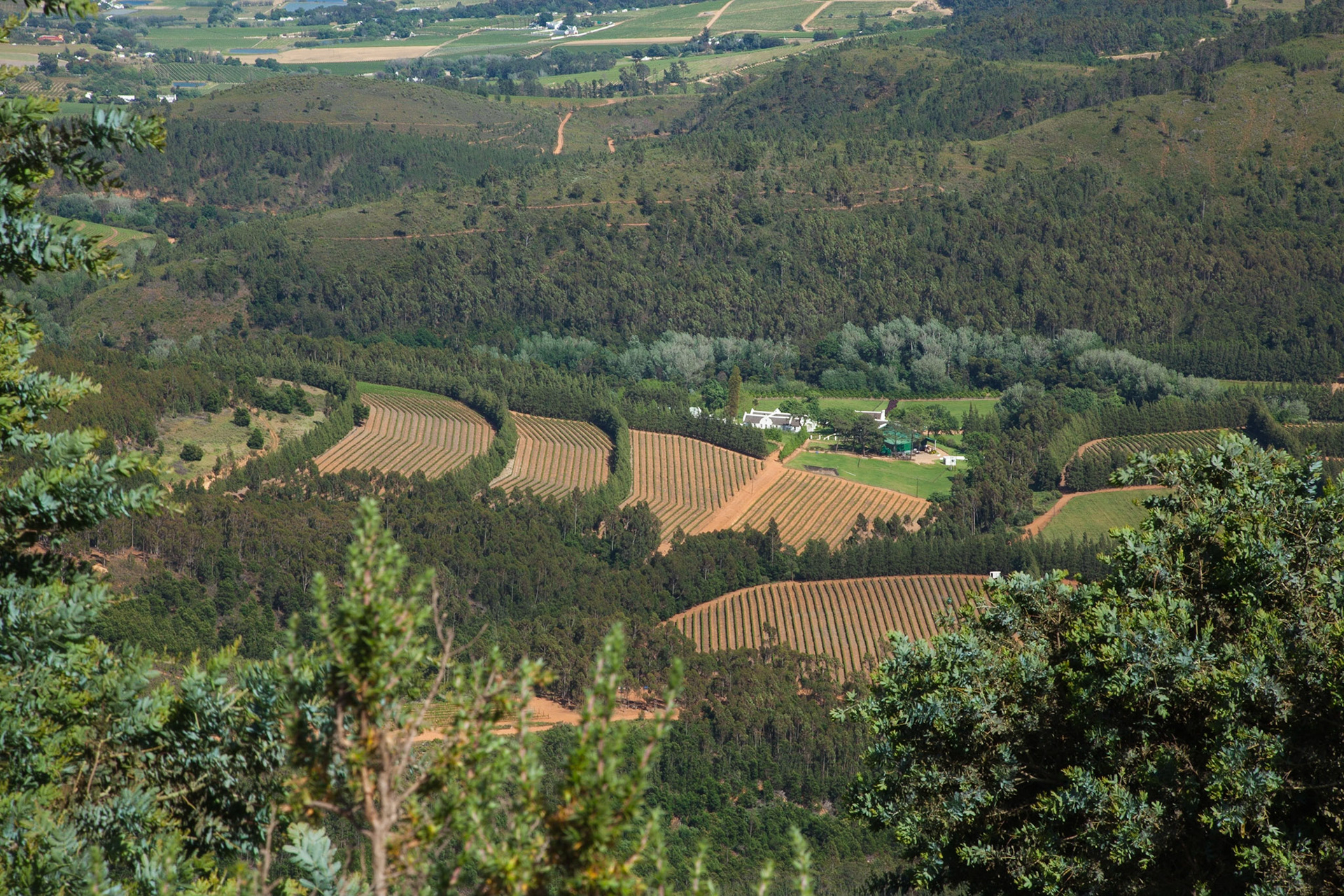 Wine &amp; Olice terraces