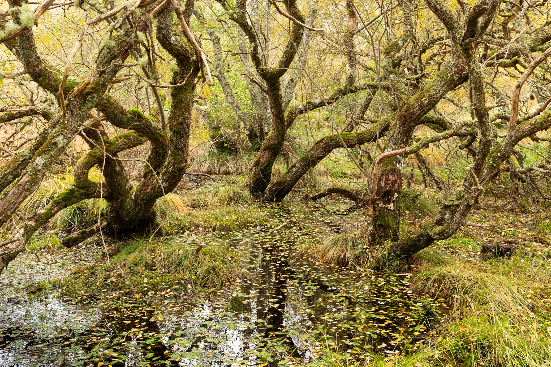 Woodland at end of Kyle of Tonue