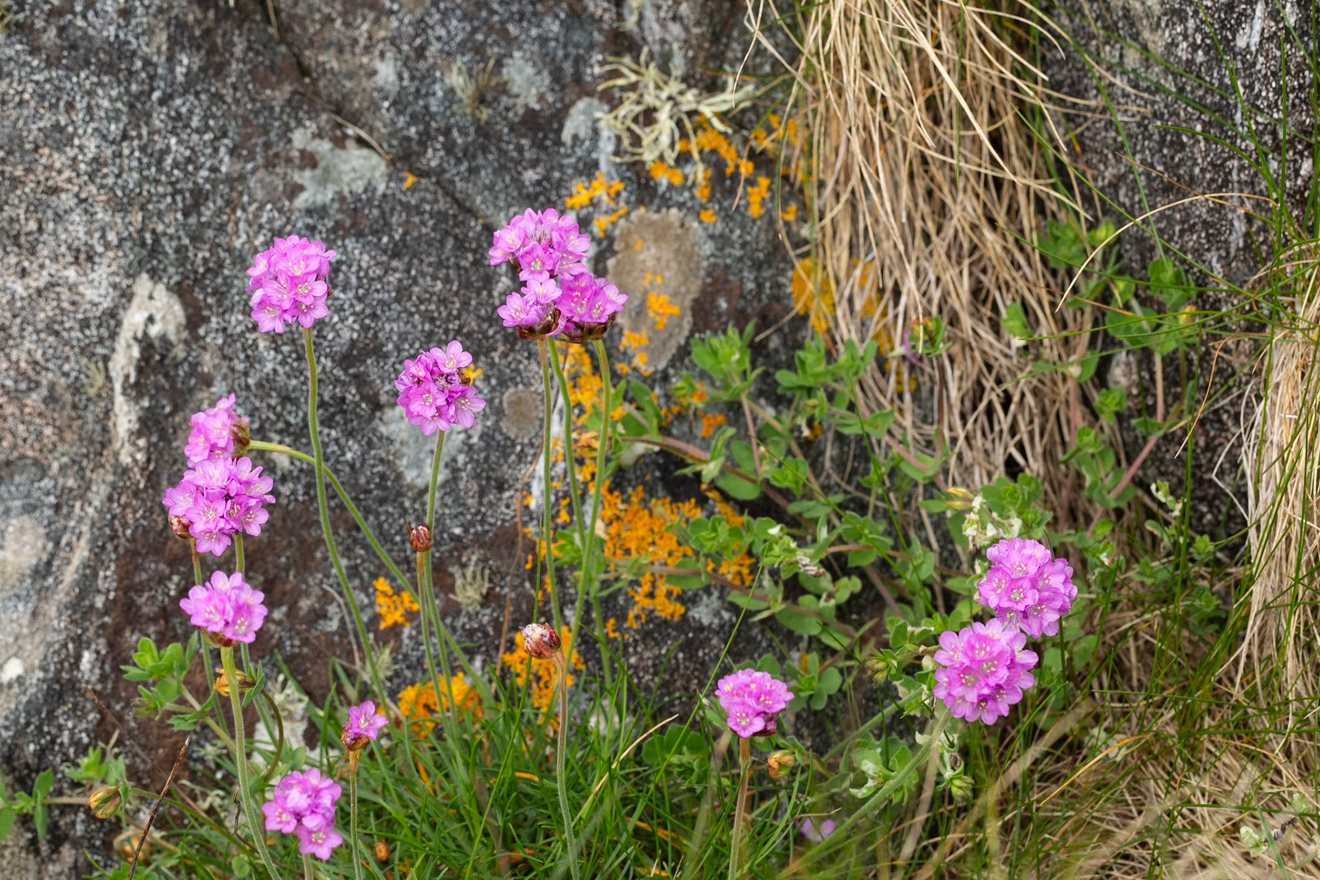 THorft and Lichen - COll