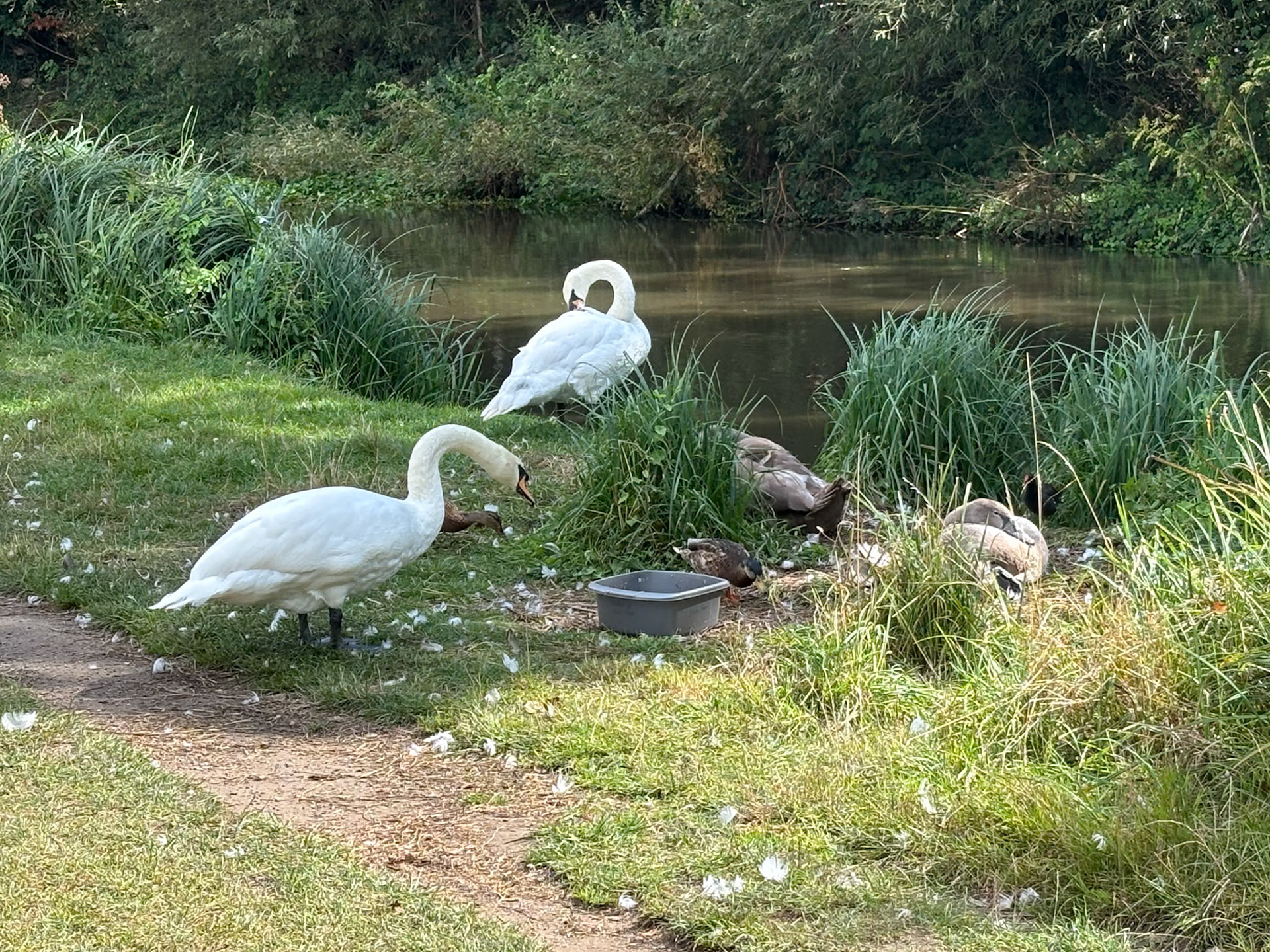 Swan family