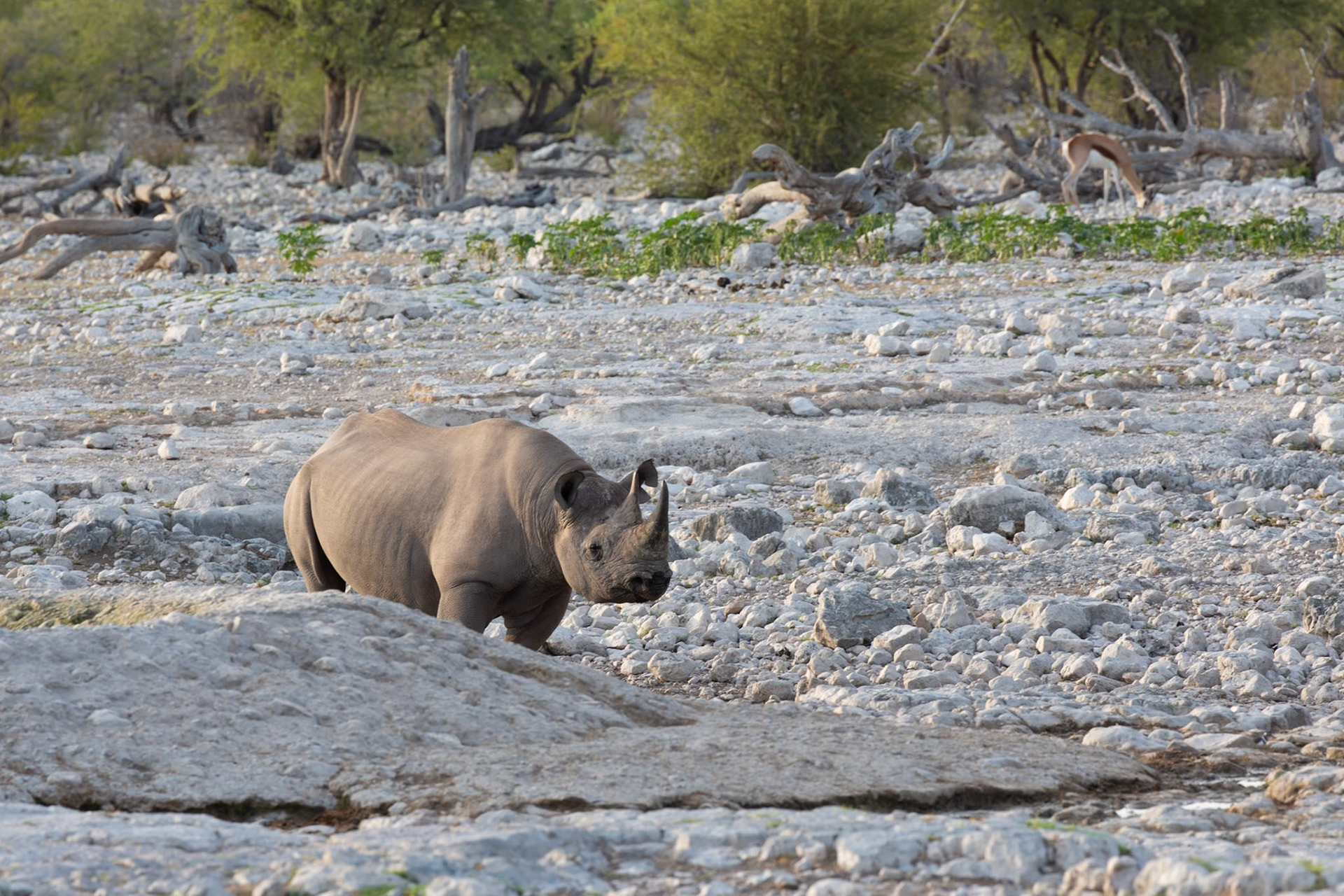 Black Rhino
