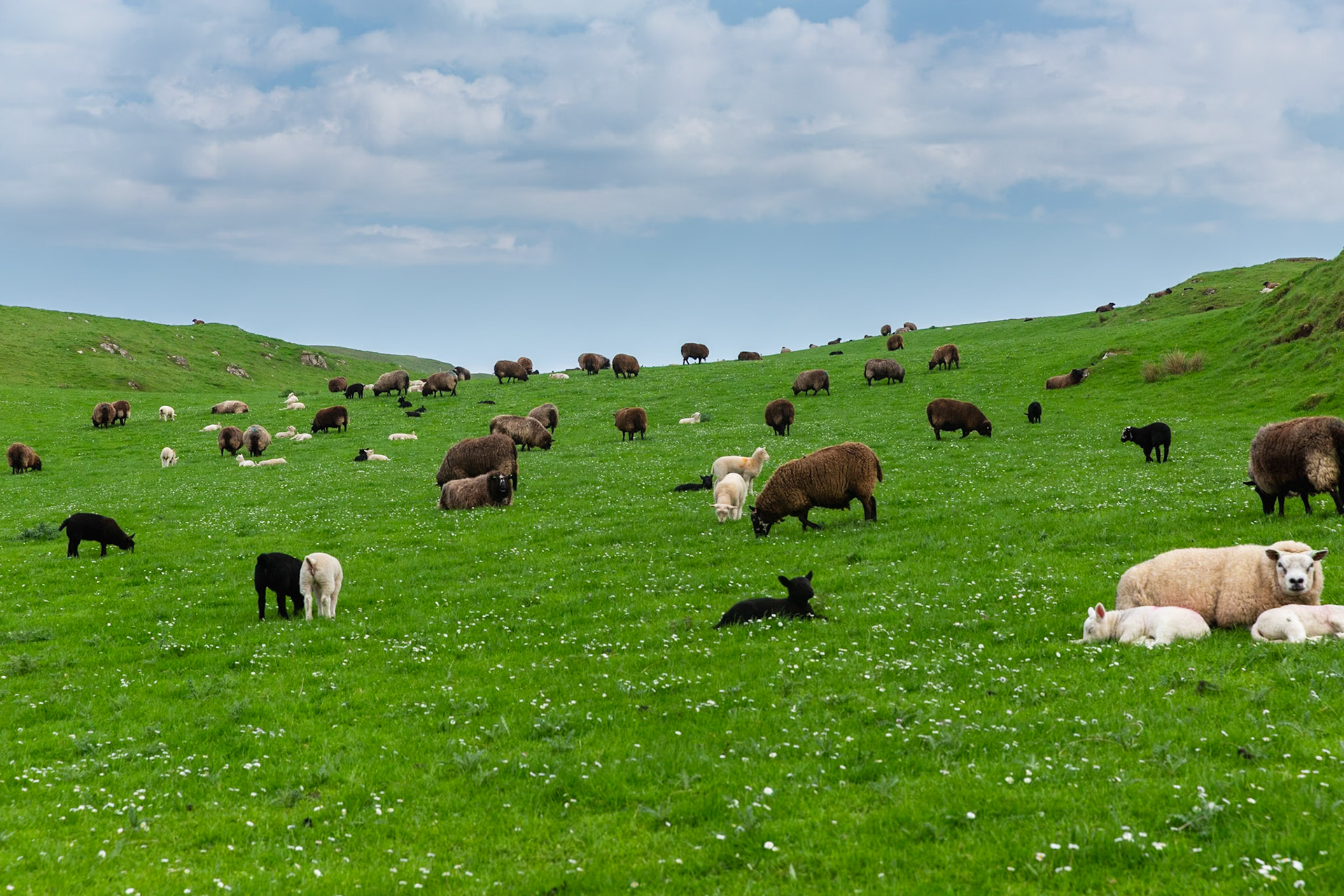 Muck - Flock of sheep