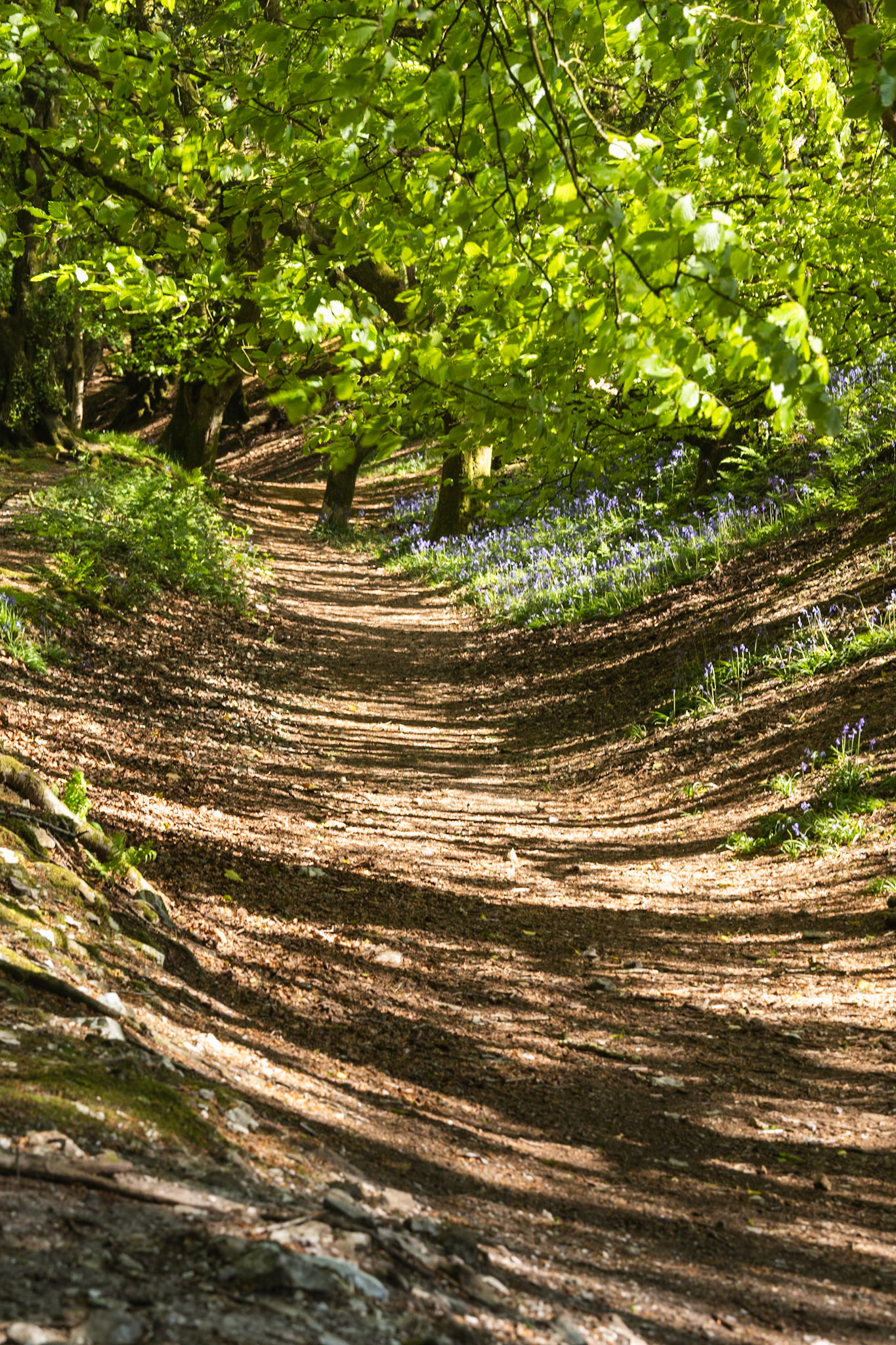 Woodland Path
