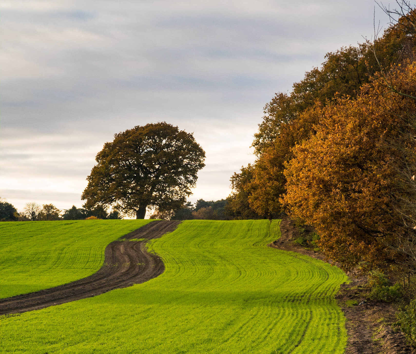 Autum near Rowley Bristow woods