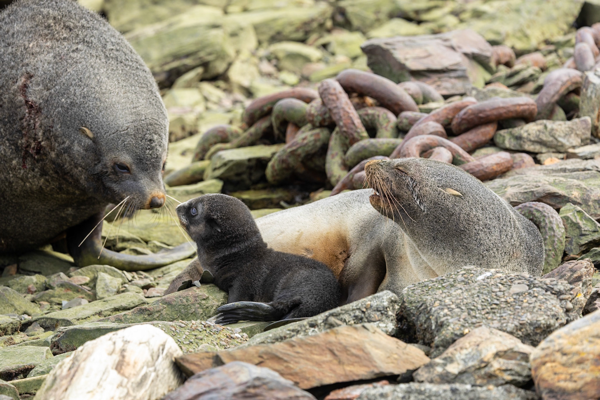 Fur seals with pup