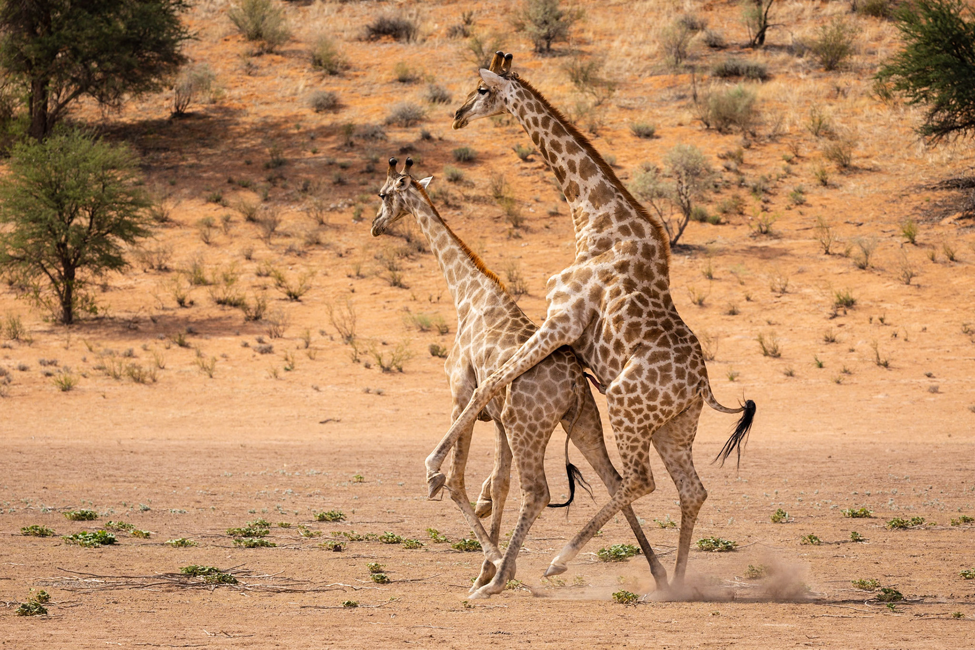 Giraffe - getting on with it!