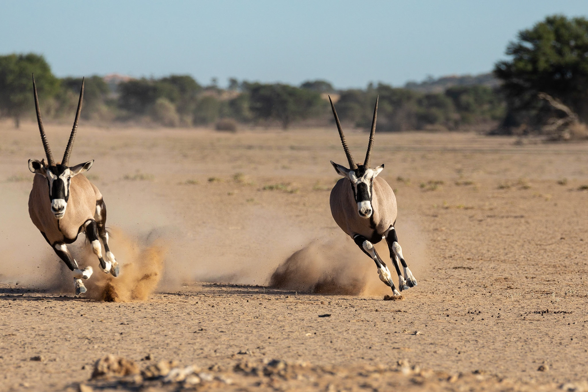 Gemsbok rases!