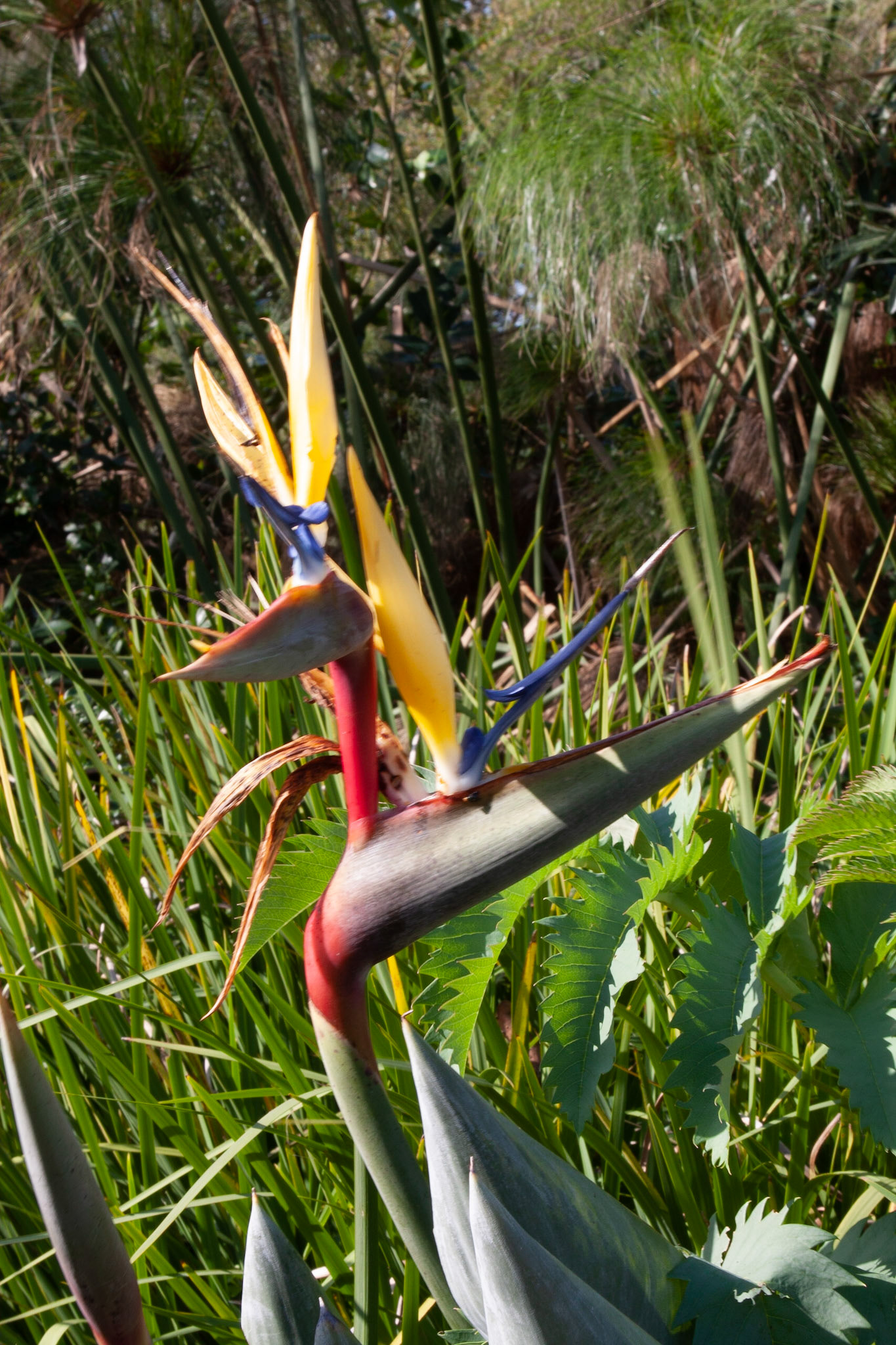 Strelitzia at Stellenbosch