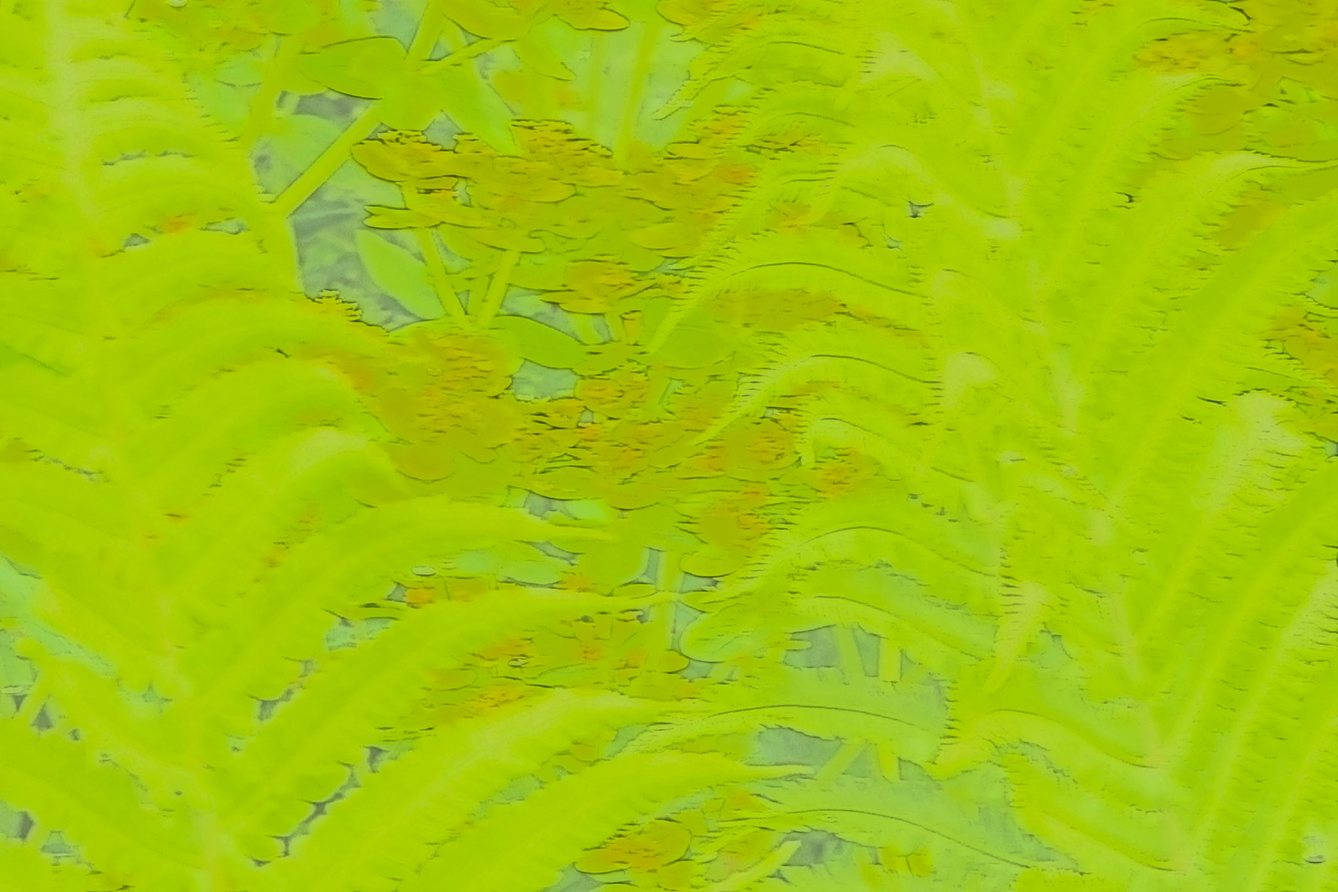 Ferns