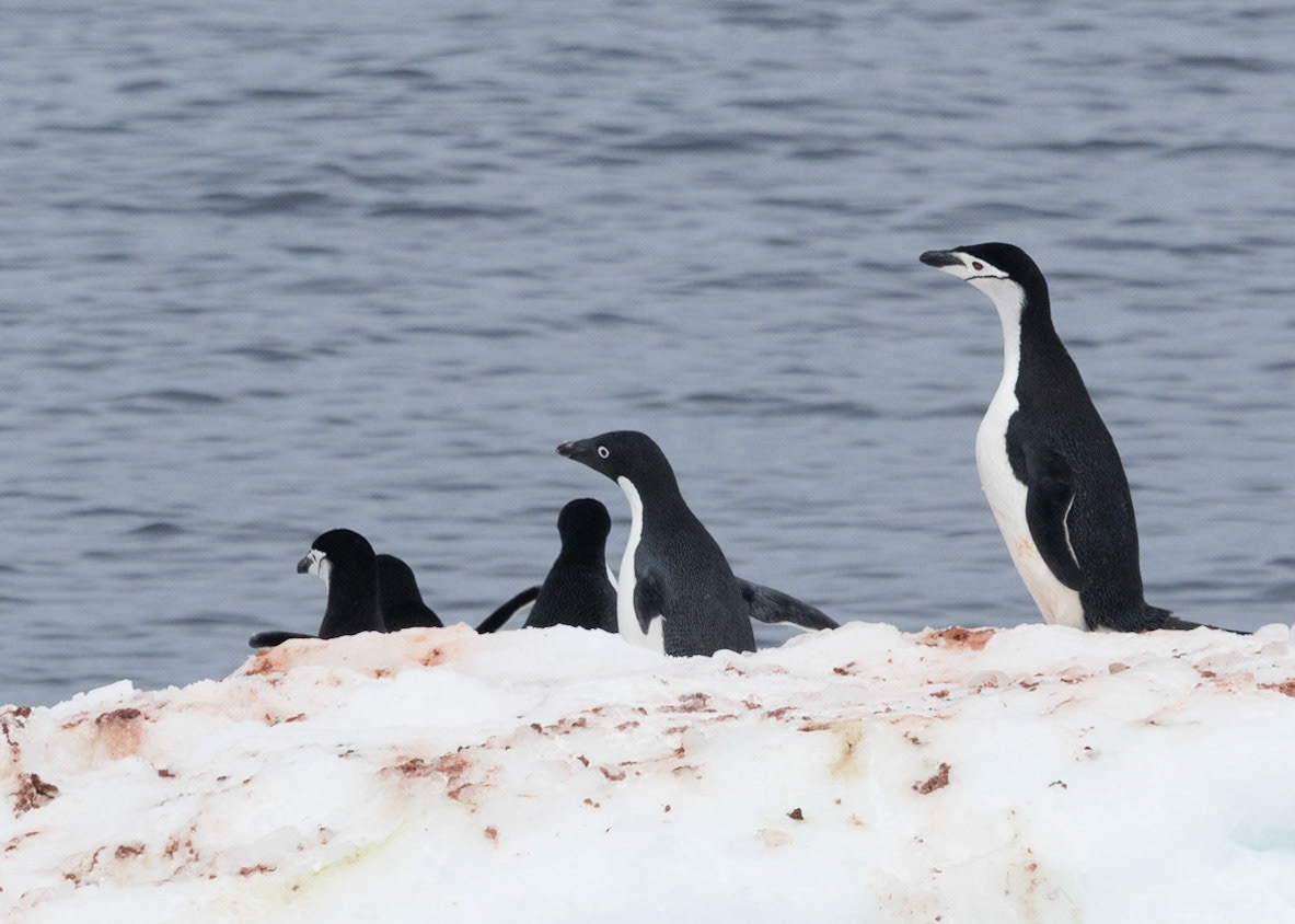 Chinstrap with one Adele penguin
