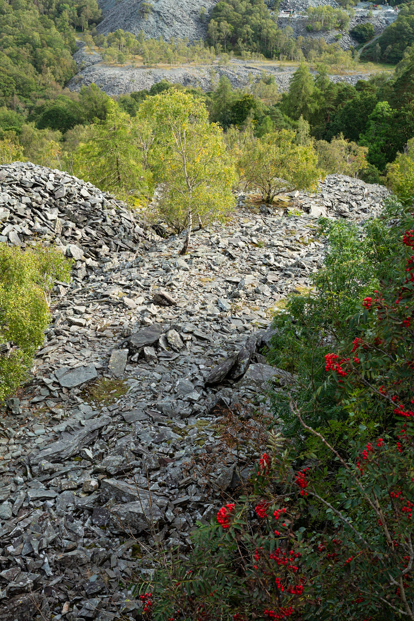 Old quarry spoil - near Tilberthwaite