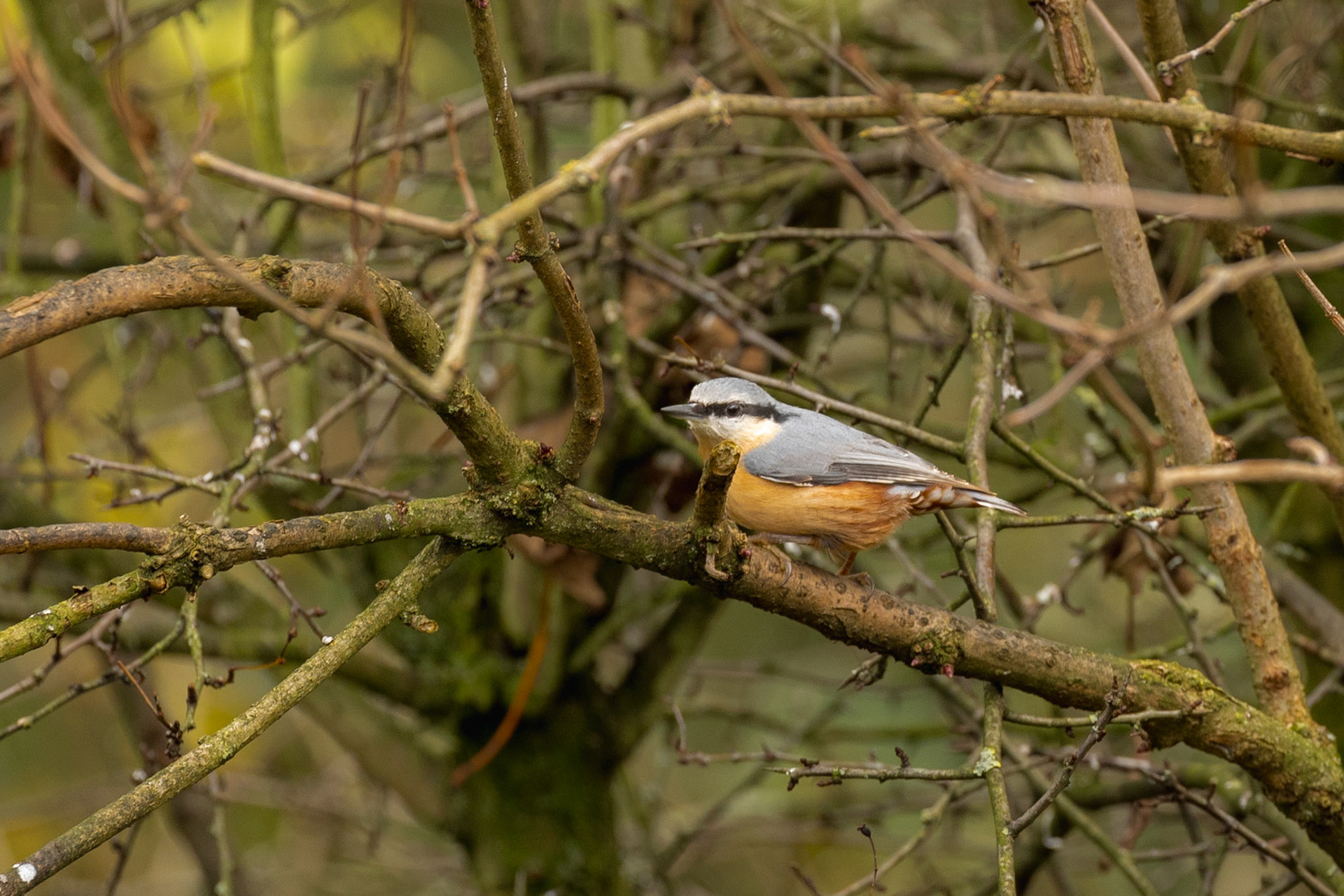 Nuthatch