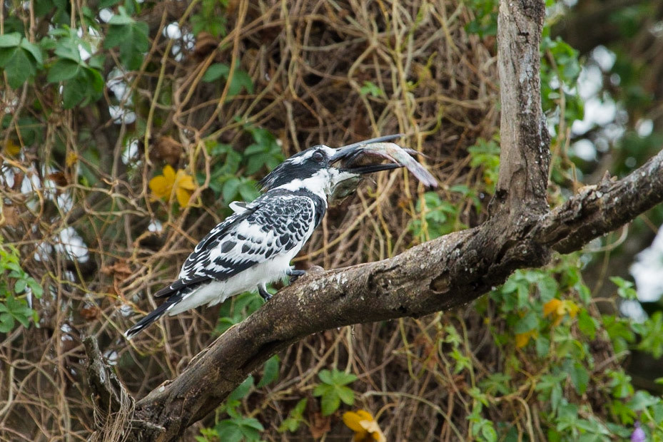 Pied Kingfisher and lunch