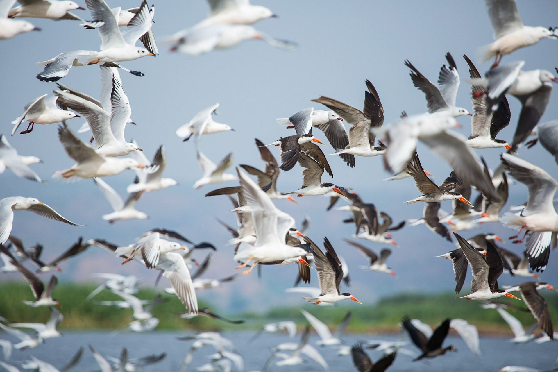 Terns on AVictoria Nile delta