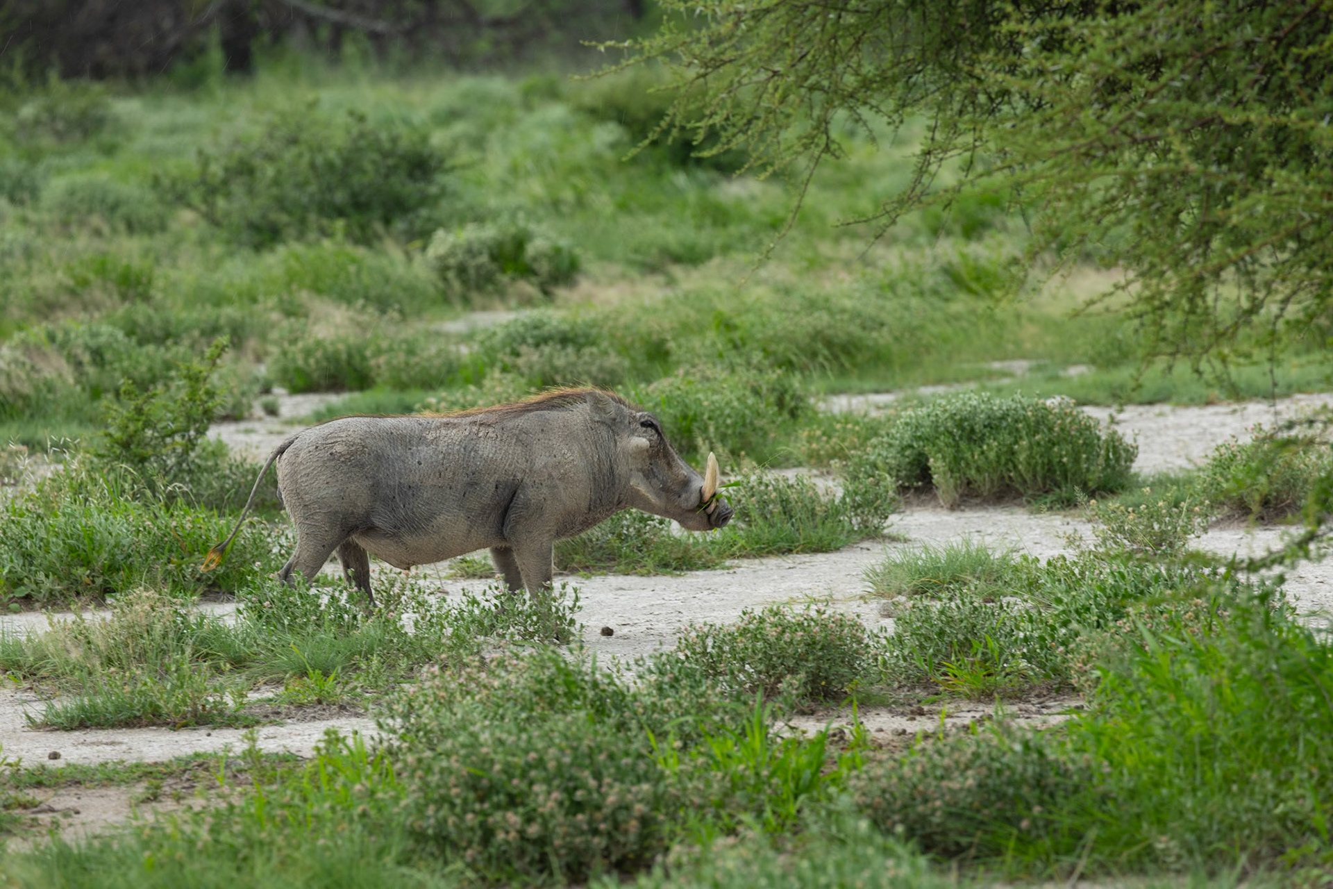 Warthog